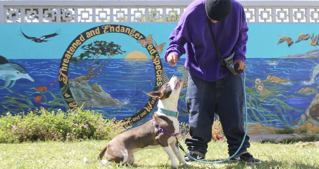 A young person in a purple sweatshirt practices positive-reinforcement training with a rescue dog in front of a colorful Monterey Bay mural.