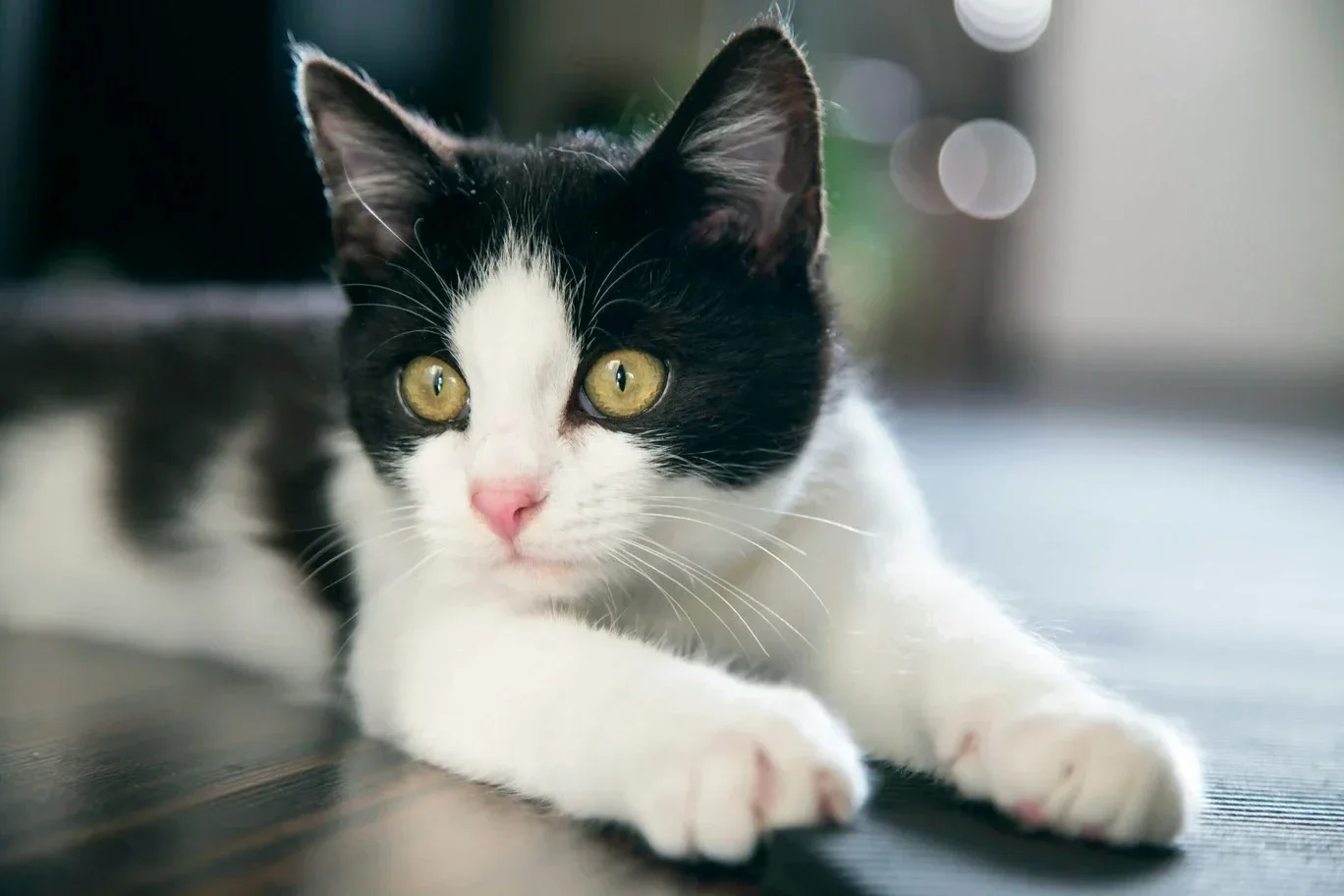 pet food manufacturing for cats