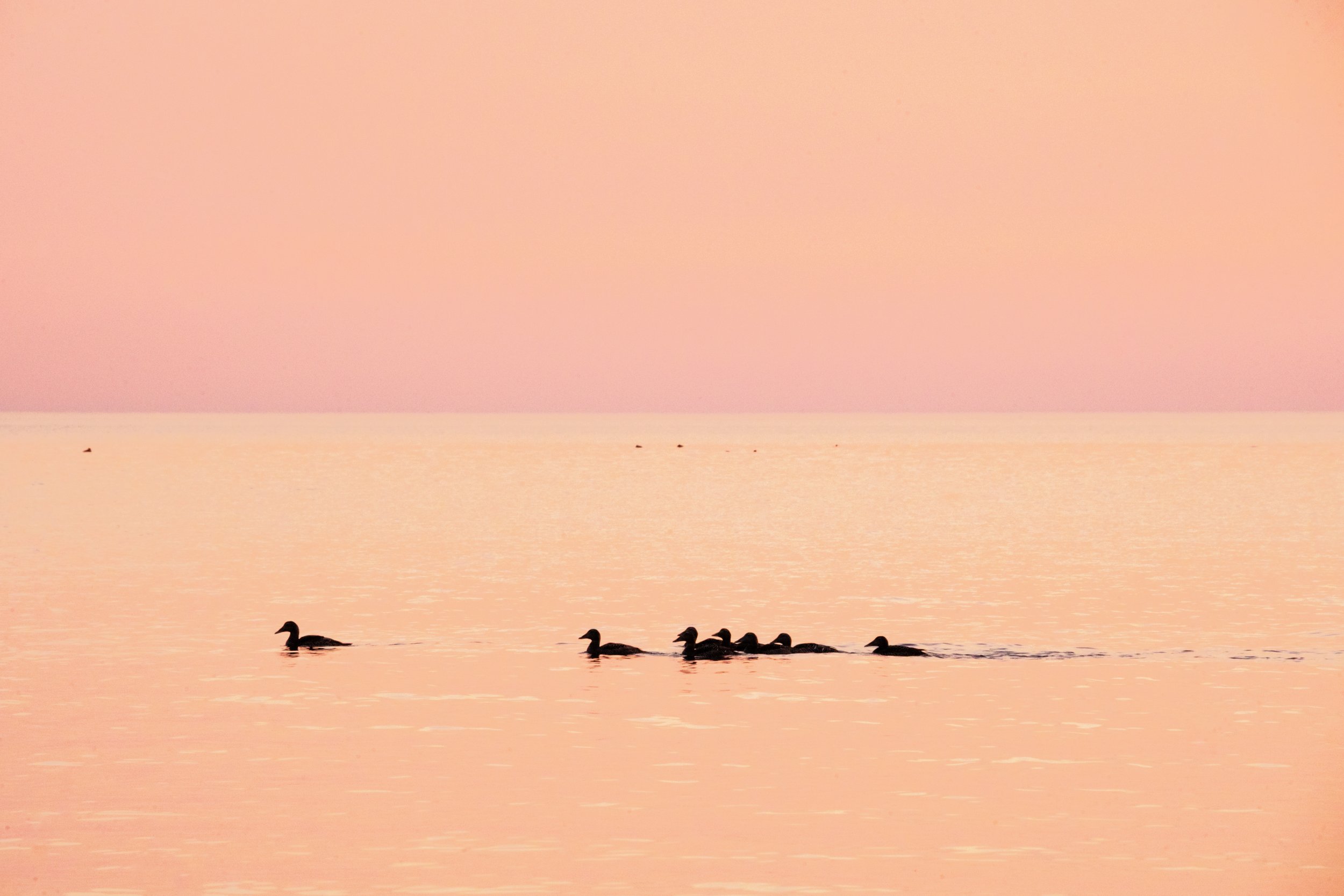 Seabirds swimming in the calm waters of the Åland archipelago at sunset