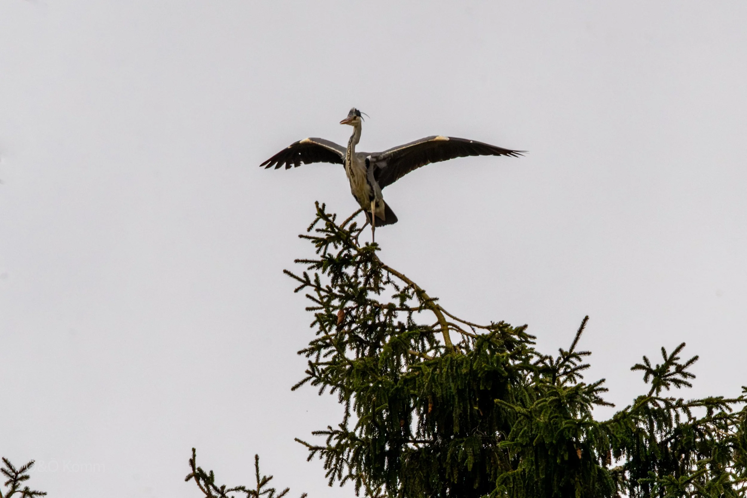 A heron standing on the top of a pine tree with its wings spread open.