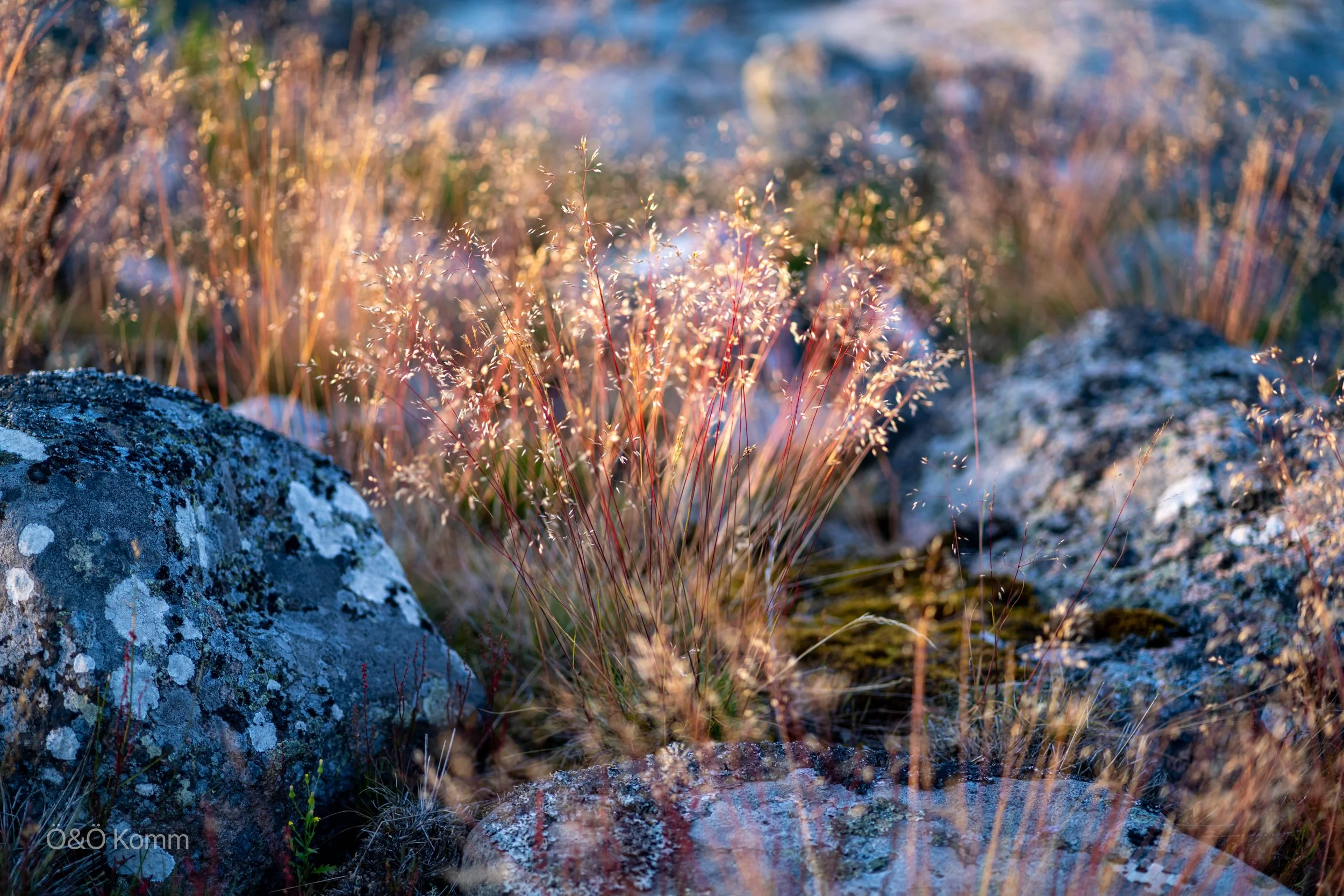 Close-up of moss-covered rocks and grass in a natural outdoor setting, illuminated by sunlight with a blurred background.