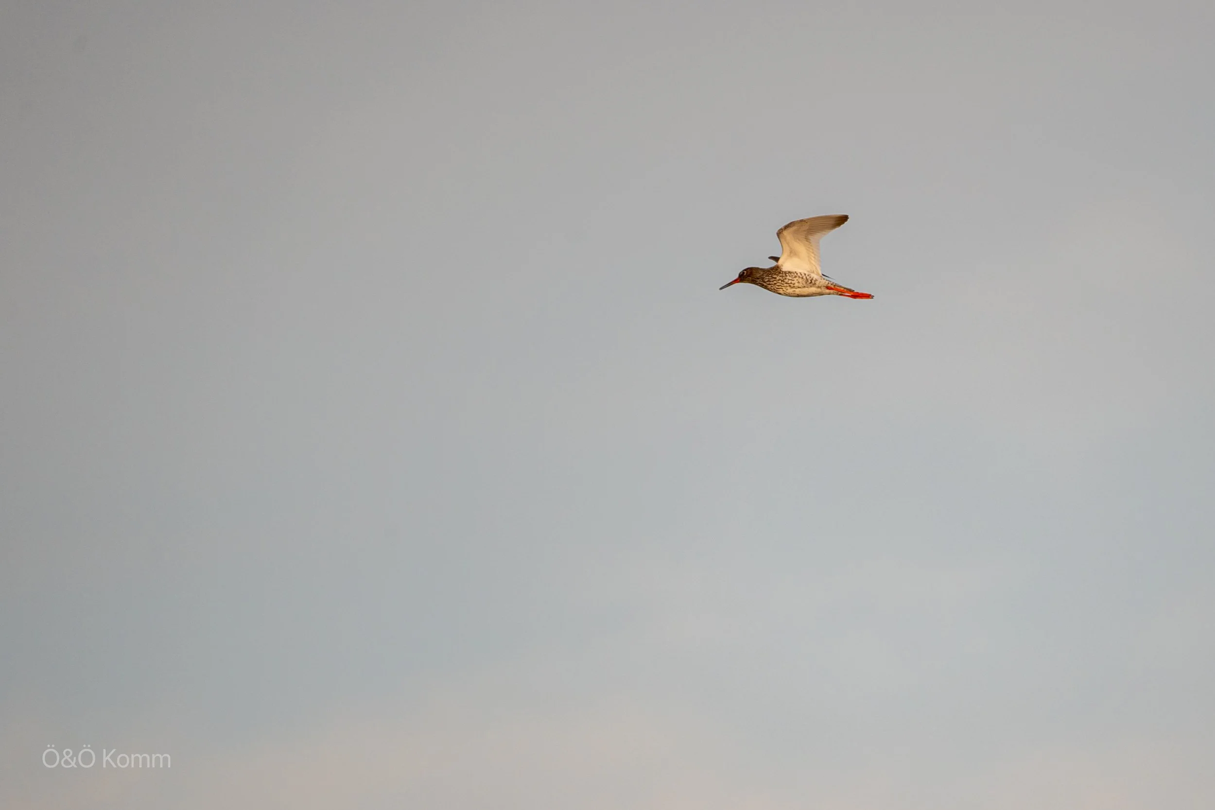 A bird flying in the sky with a plain gray background.