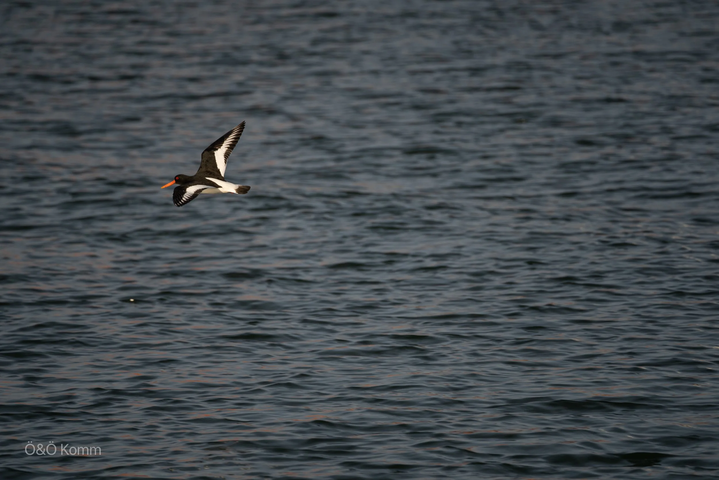 A bird flying over a body of water with ripples, likely a black and white bird with an orange beak.