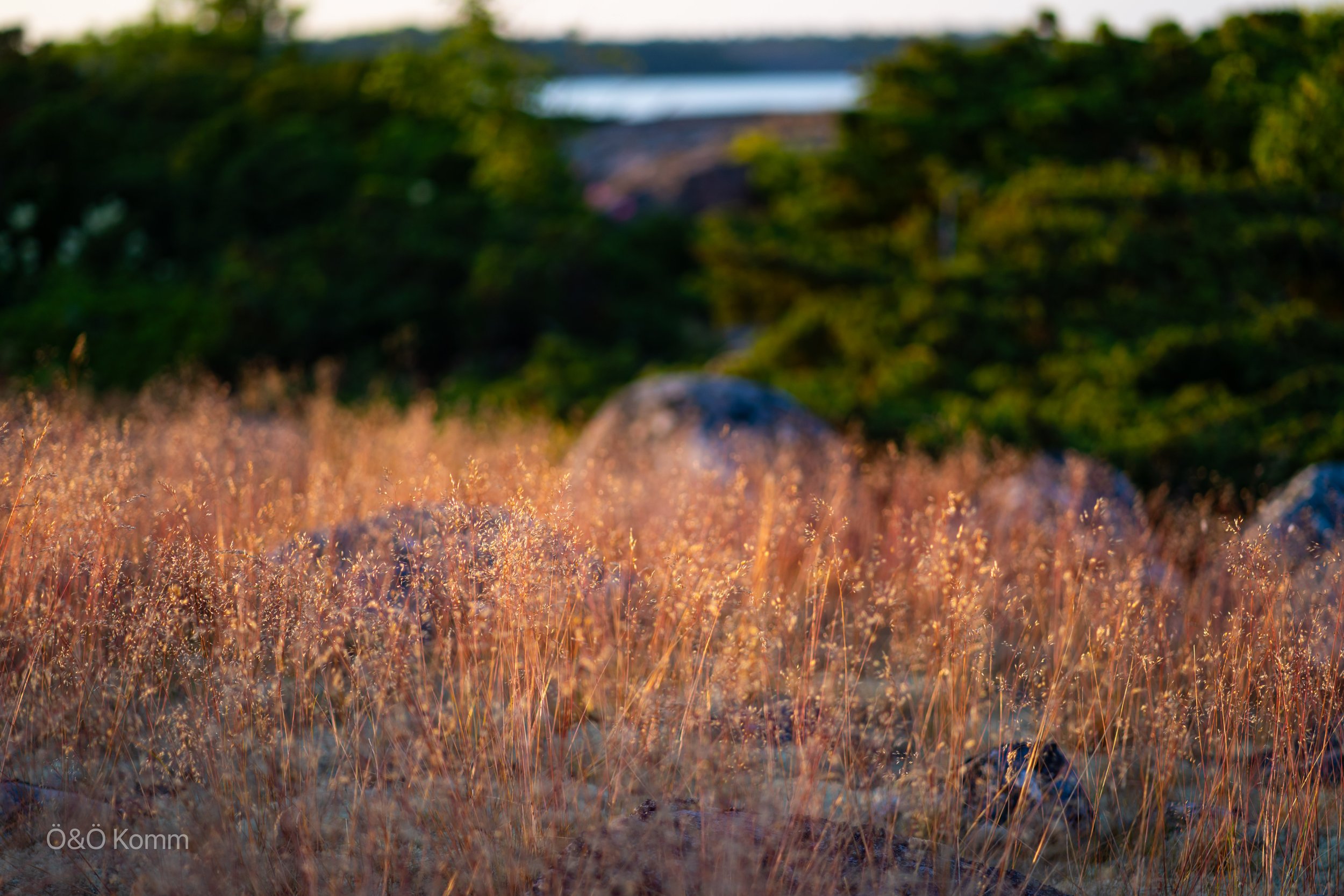 Close-up of pinkish-orange grass in a field with rocks, trees, and a river in the background, bathed in warm sunset light.