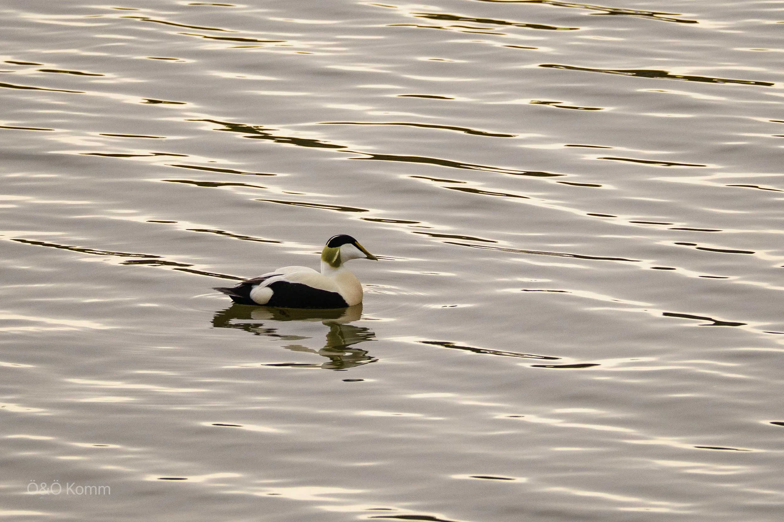 A eider swimming in a body of water with gentle ripples.