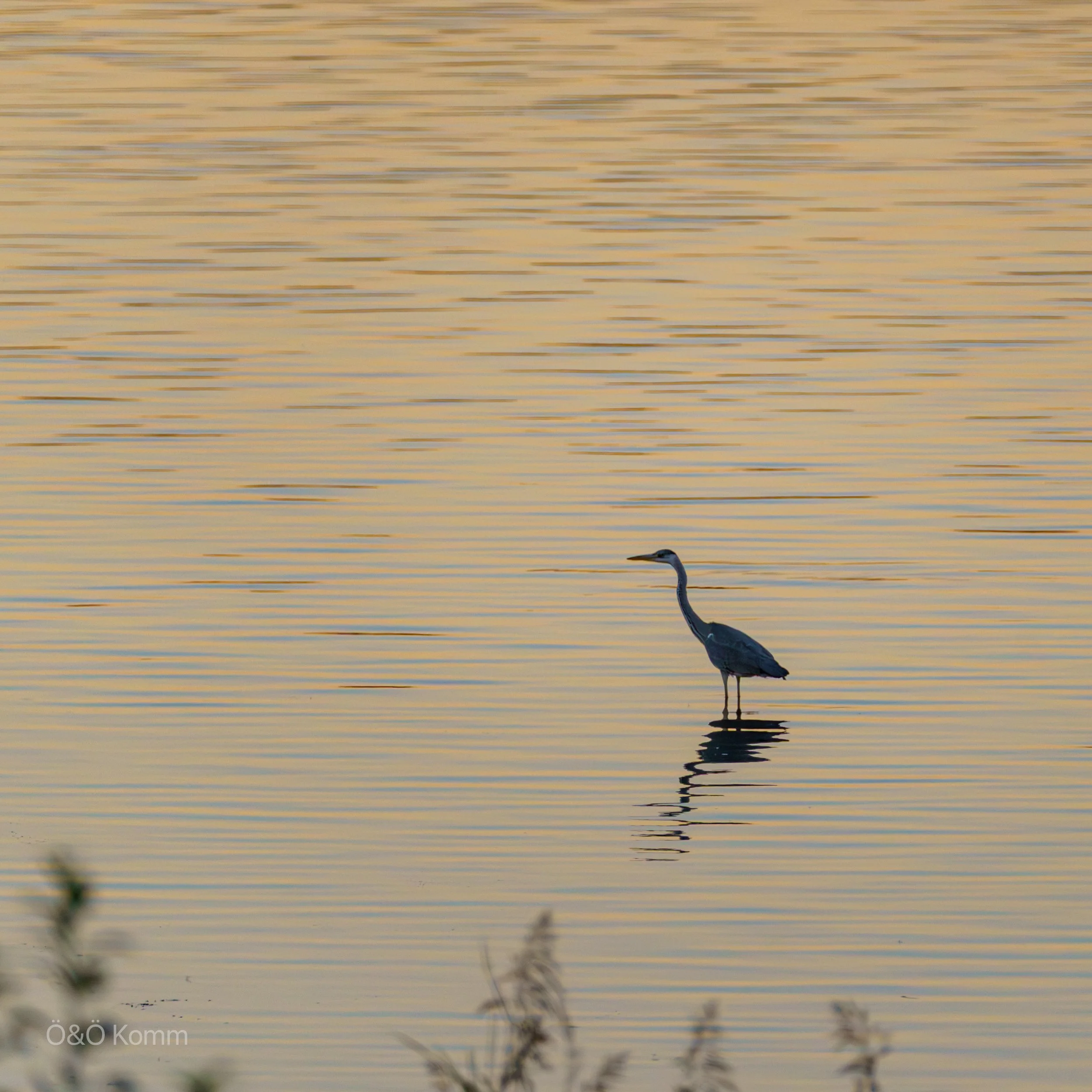 A heron standing in shallow water with a reflection, surrounded by blurred plants at the bottom, at sunset or sunrise with warm colors in the sky and water.