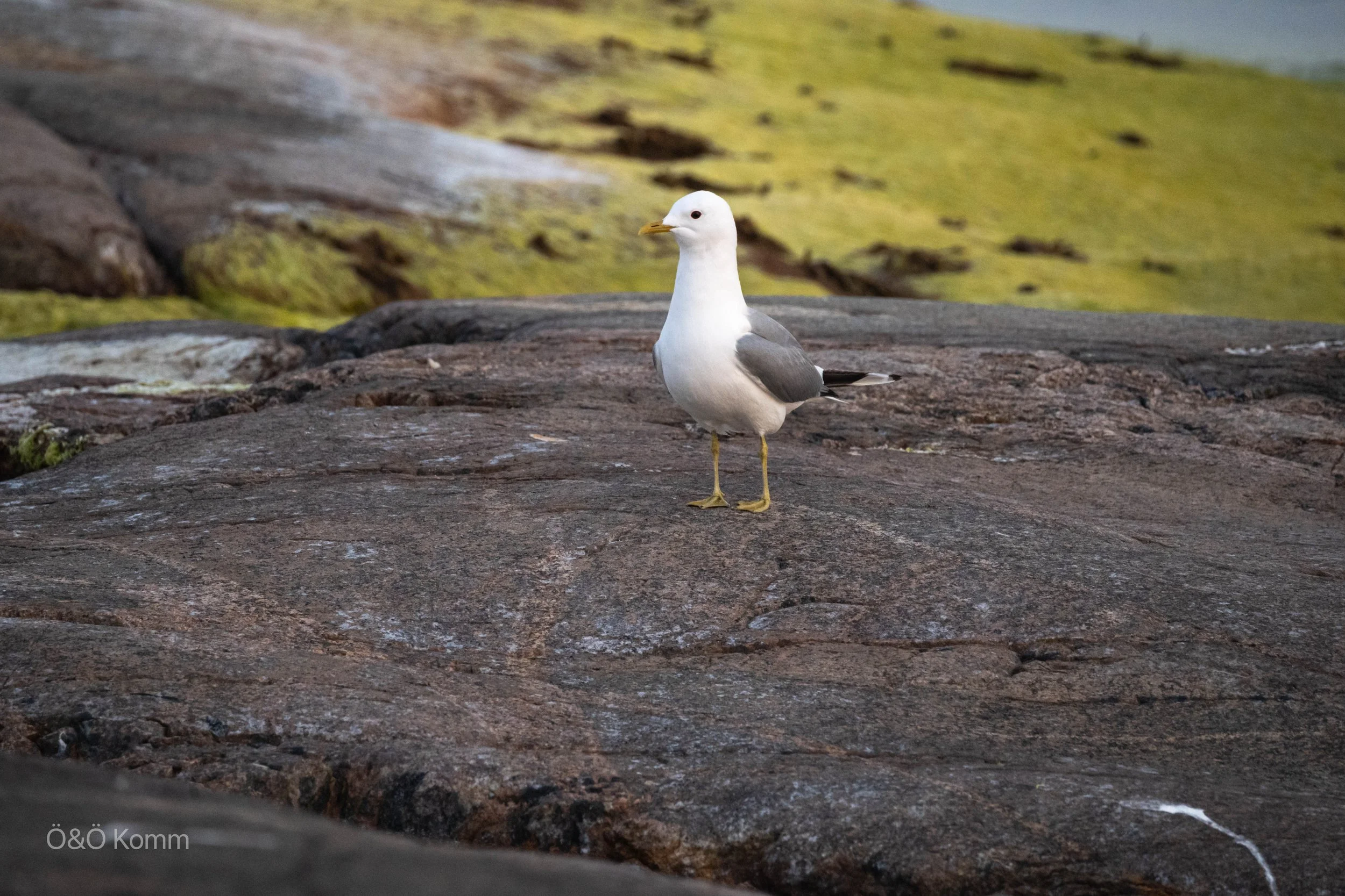 A seagull standing on a rocky surface with moss-covered rocks and water in the background.