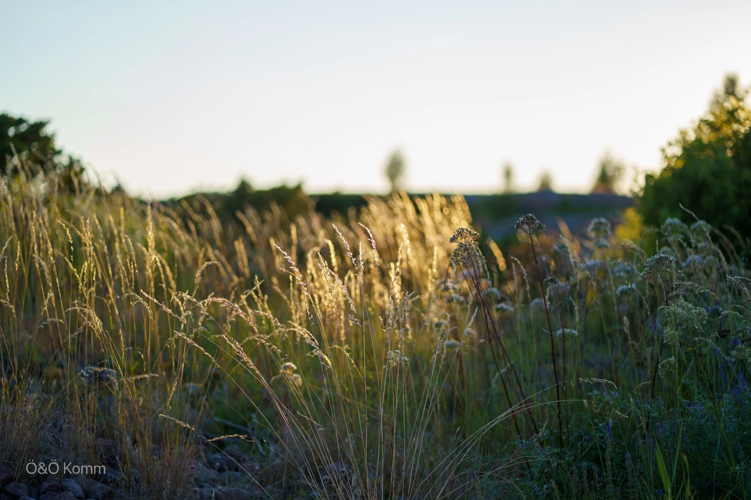 A field of tall wild grasses and plants with sunlight shining through, against a bright sky with some distant trees.
