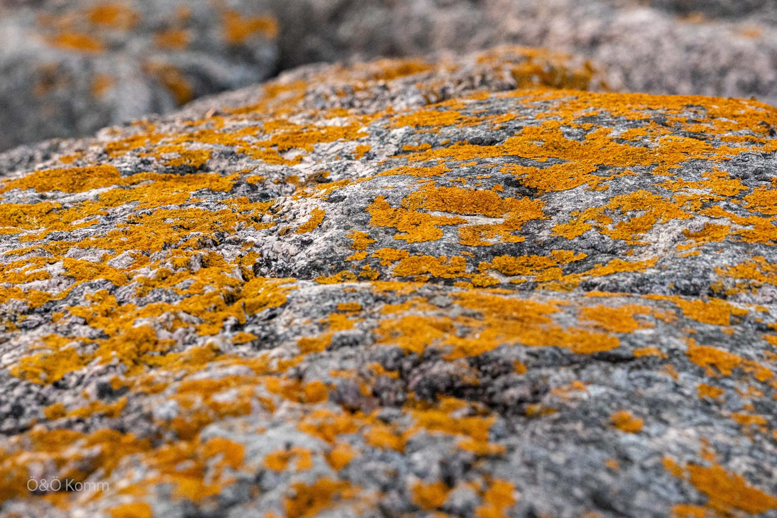 Orange lichen covering the rocks of the Åland archipelago