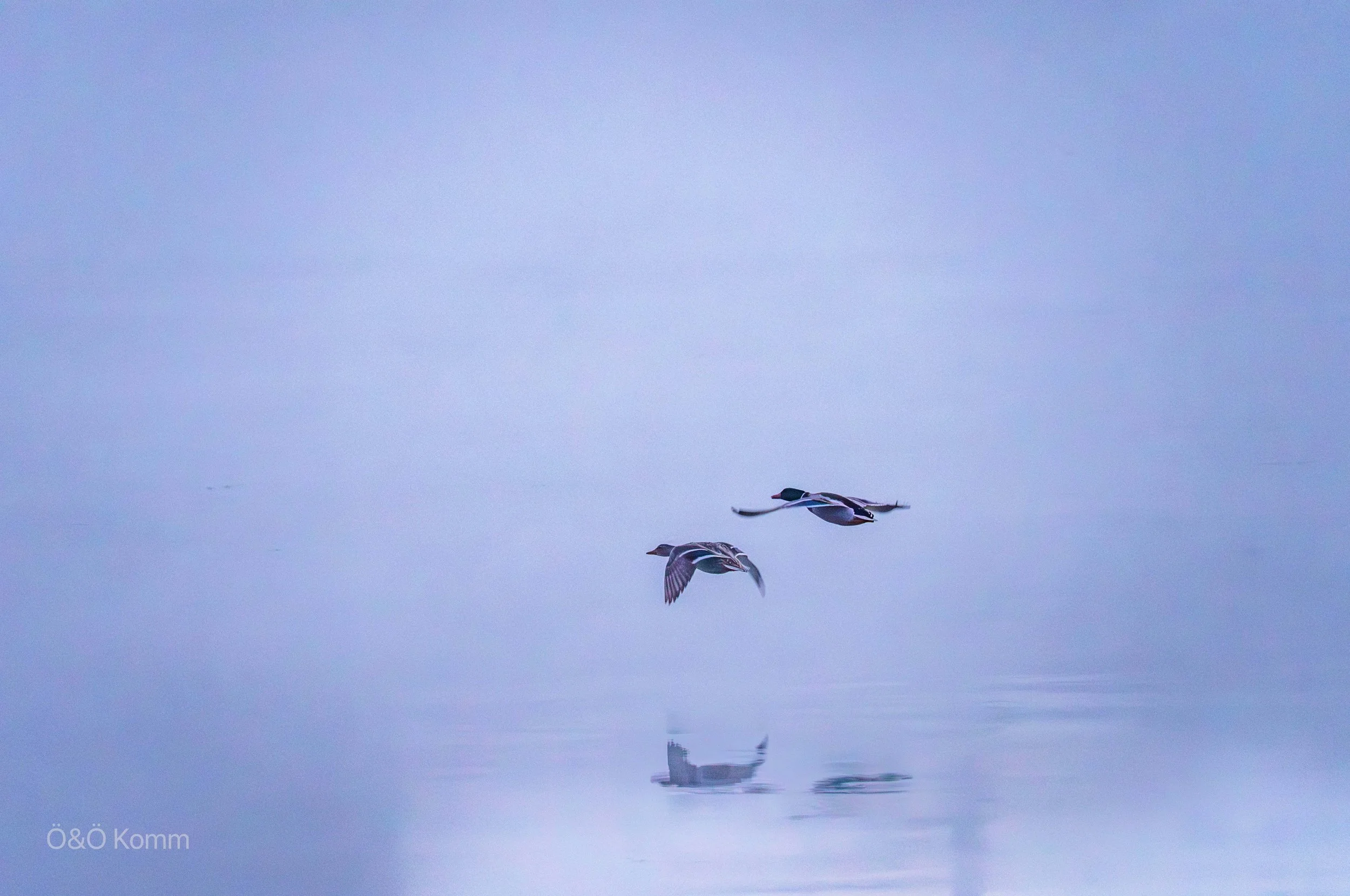 Two mallards flying over a calm body of water with their reflections visible.