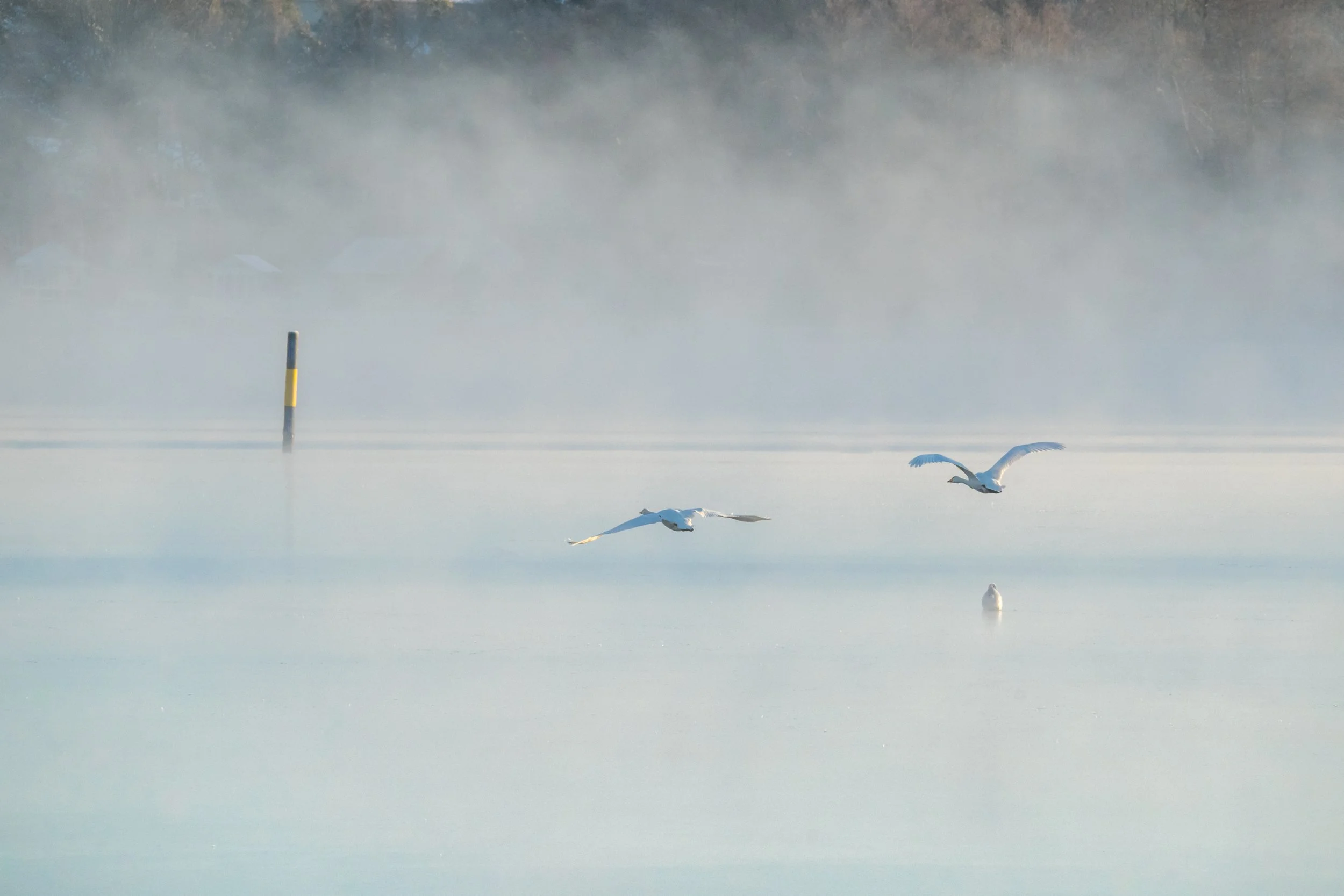 A foggy lake scene with a yellow and black striped pole partially submerged in the water, and several white birds flying low over the water's surface.