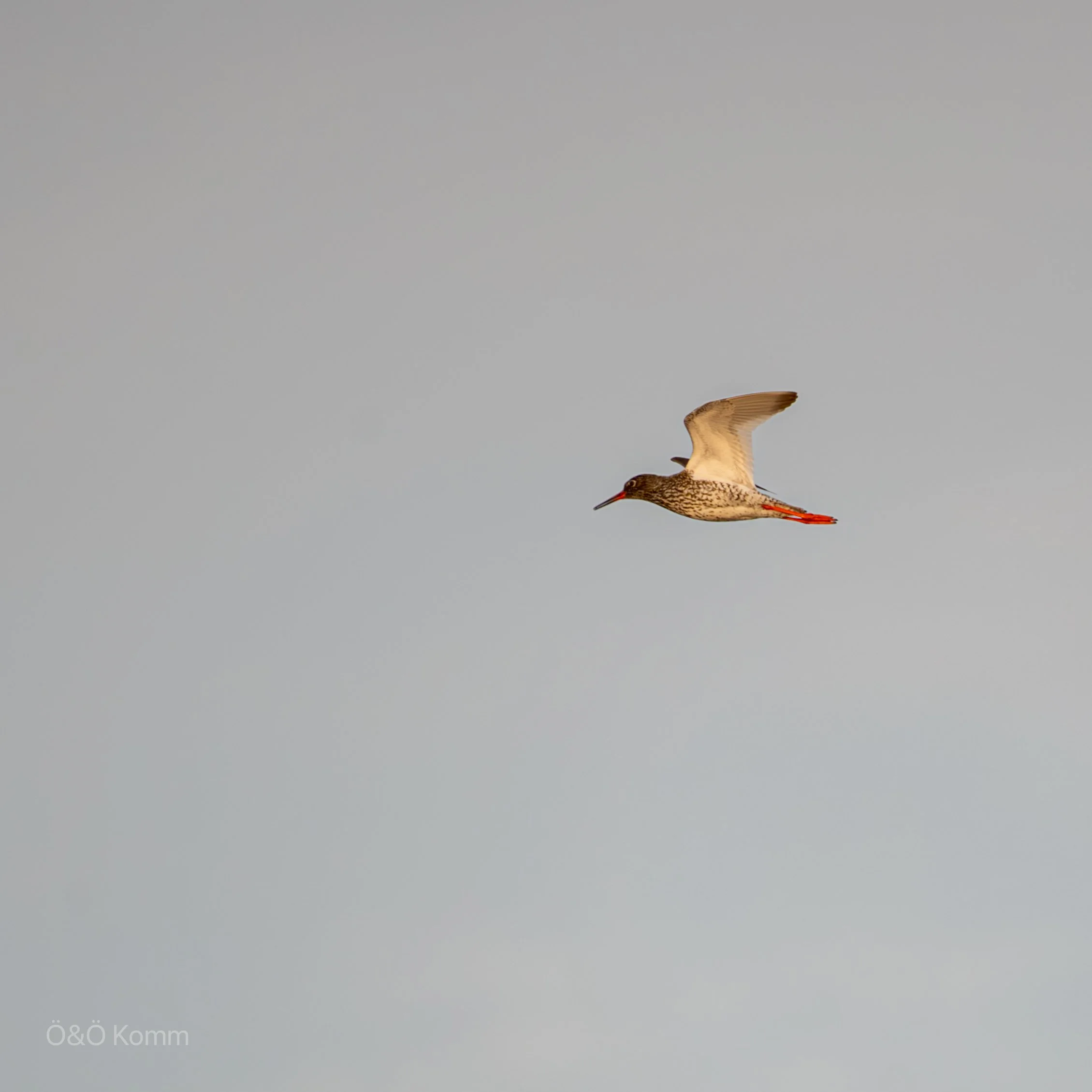 A Common Redshank visiting Åland and Kobba Klintar