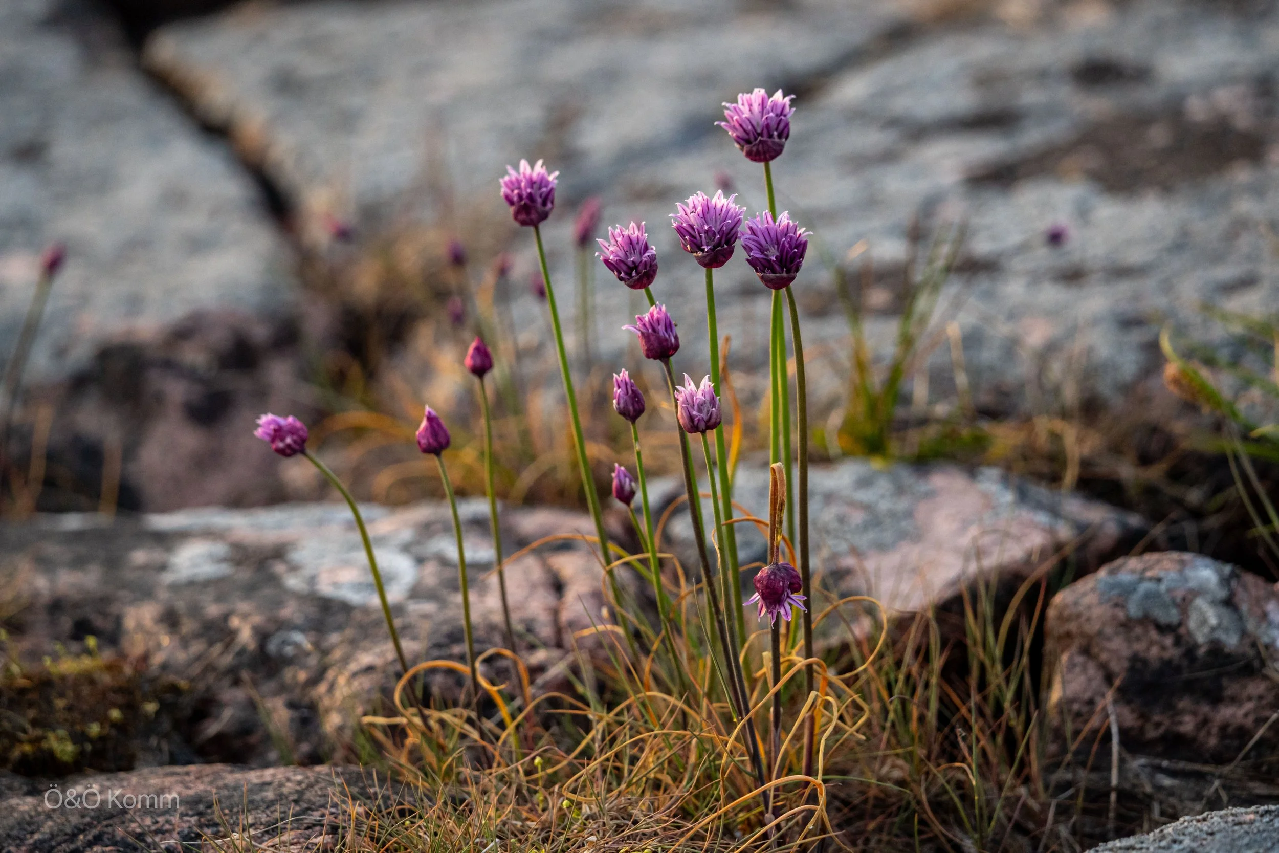 Pink wildflowers growing among the rocks of the Åland archipelago