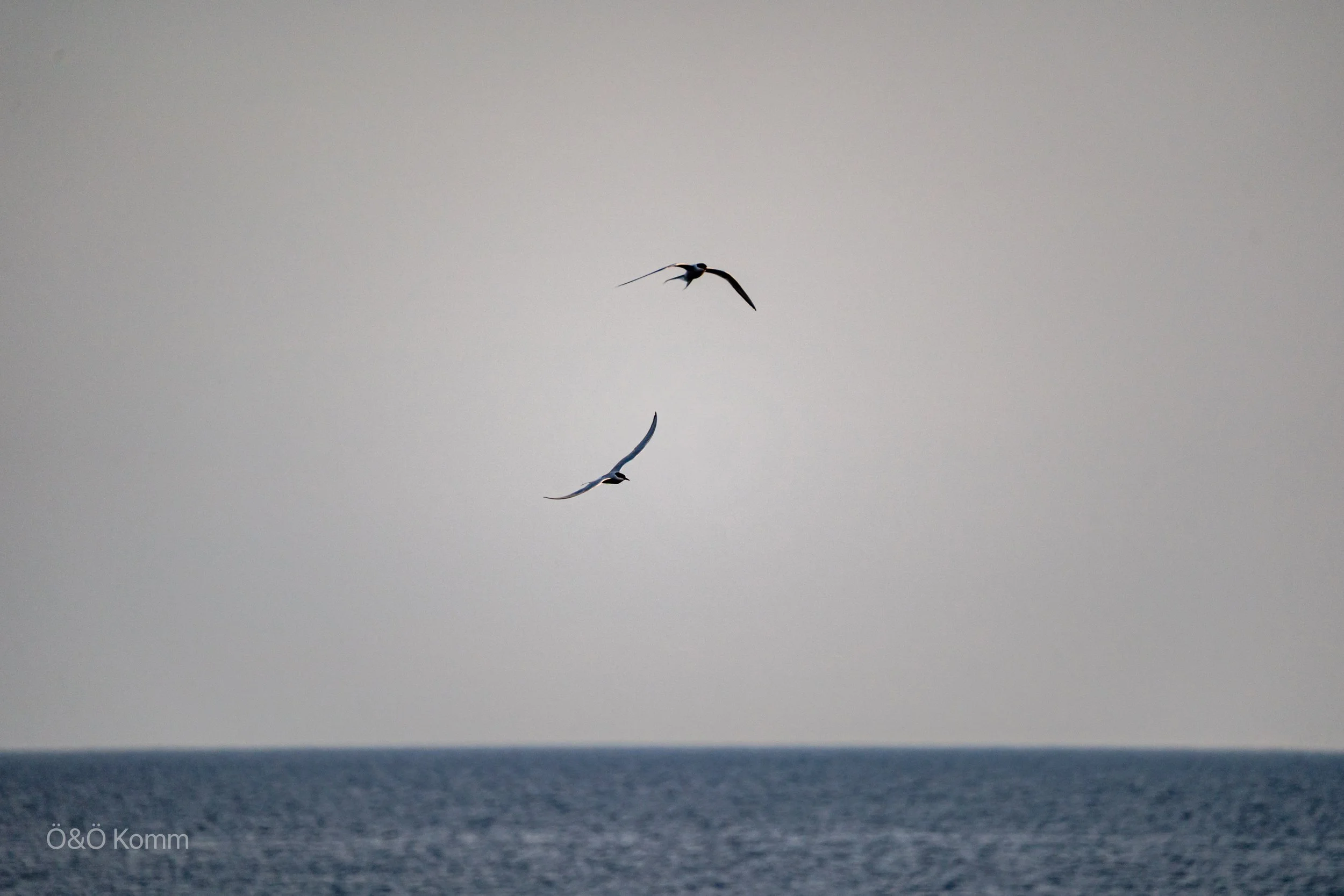 Two terns flying over the Åland Sea
