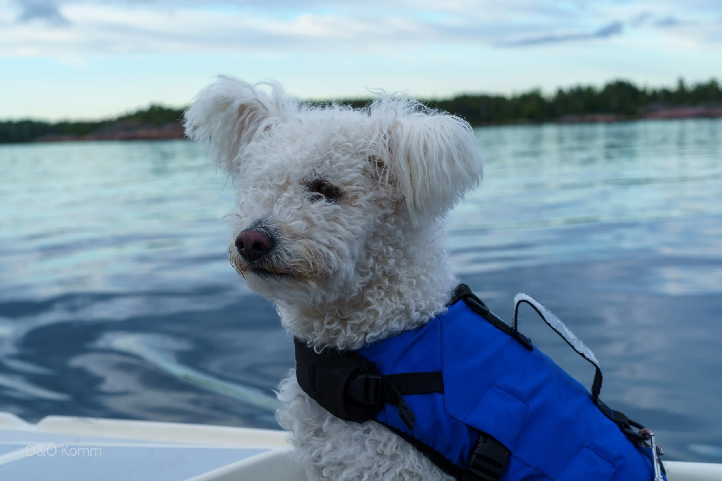 Our new crew member — a 15-month-old Pumi