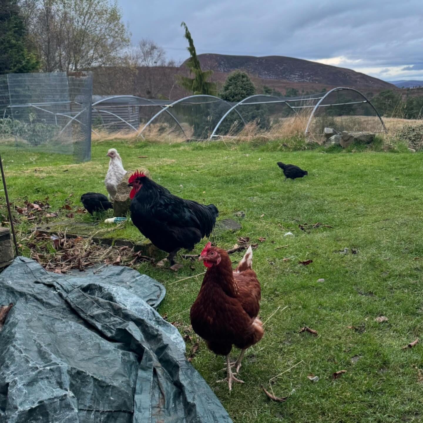 First day integrating into the flock for our little chicks today. No problems at all, mostly thanks to their feisty mum (the white hen with her wee bouffant hairdo) who is the best mother hen. I&rsquo;ll be so reluctant to see her go home, but she is