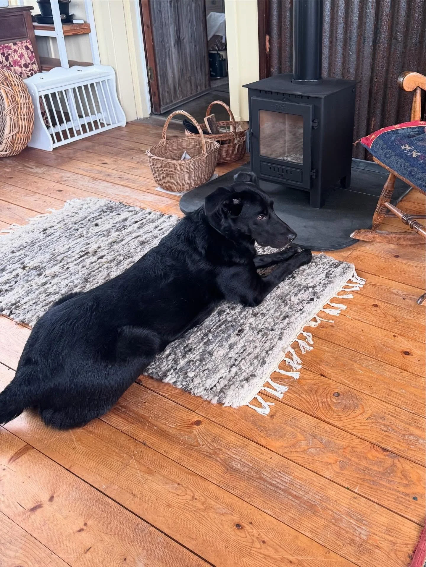 Pets at home&hellip;Phineus making my rug look small. Puck and Muzzy waiting for supper and Pipit enjoying the new comfy addition to the improved Sunroom. 
#petsofinstagram 
#petsathome