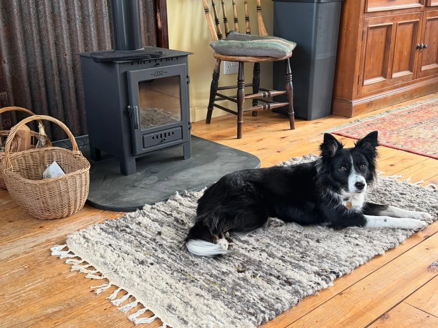 Pipit, showing off the new stove in the Sunroom as well as one of my favourite handmade rugs. Thank you Pip! 😍 
#dogsonrugs 
#hearthdogs