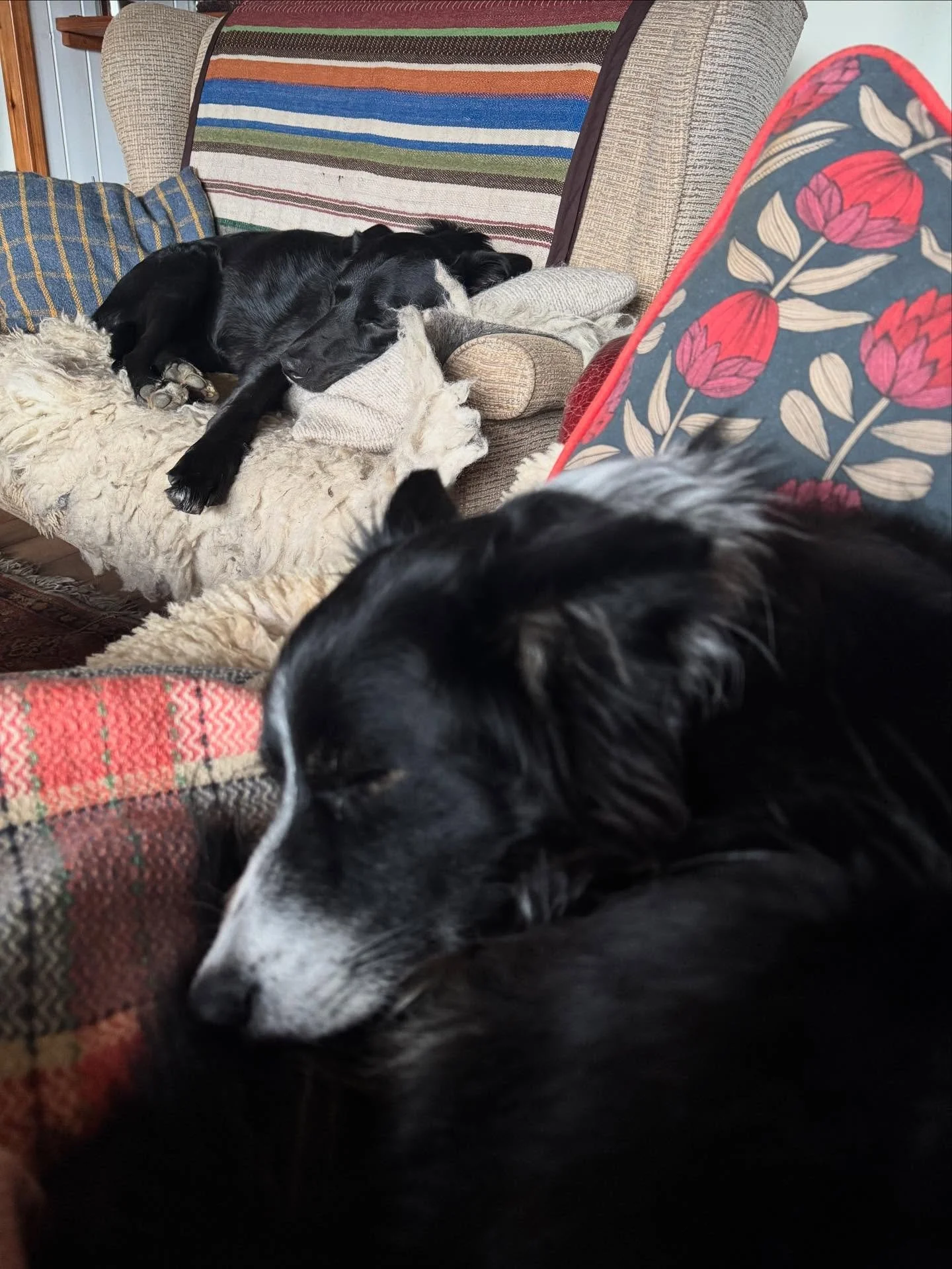 Happy, sleepy dogs. Safe in the knowledge that our household has voted. Have you!? ❤️💤🐾

#dogsofinstagram 
#sleepydogs
#vote