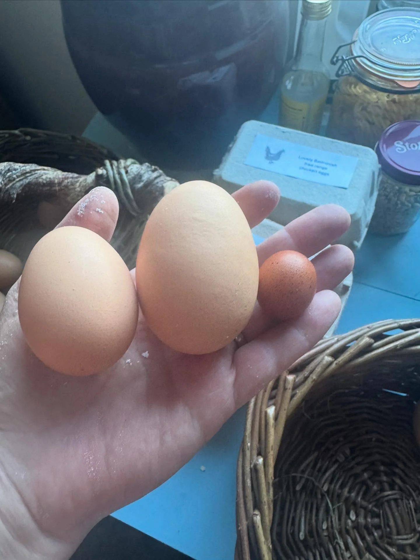 Tiny egg, huge double yolker and normal for scale! 😅 

#fresheggsdaily 
#happyhens
