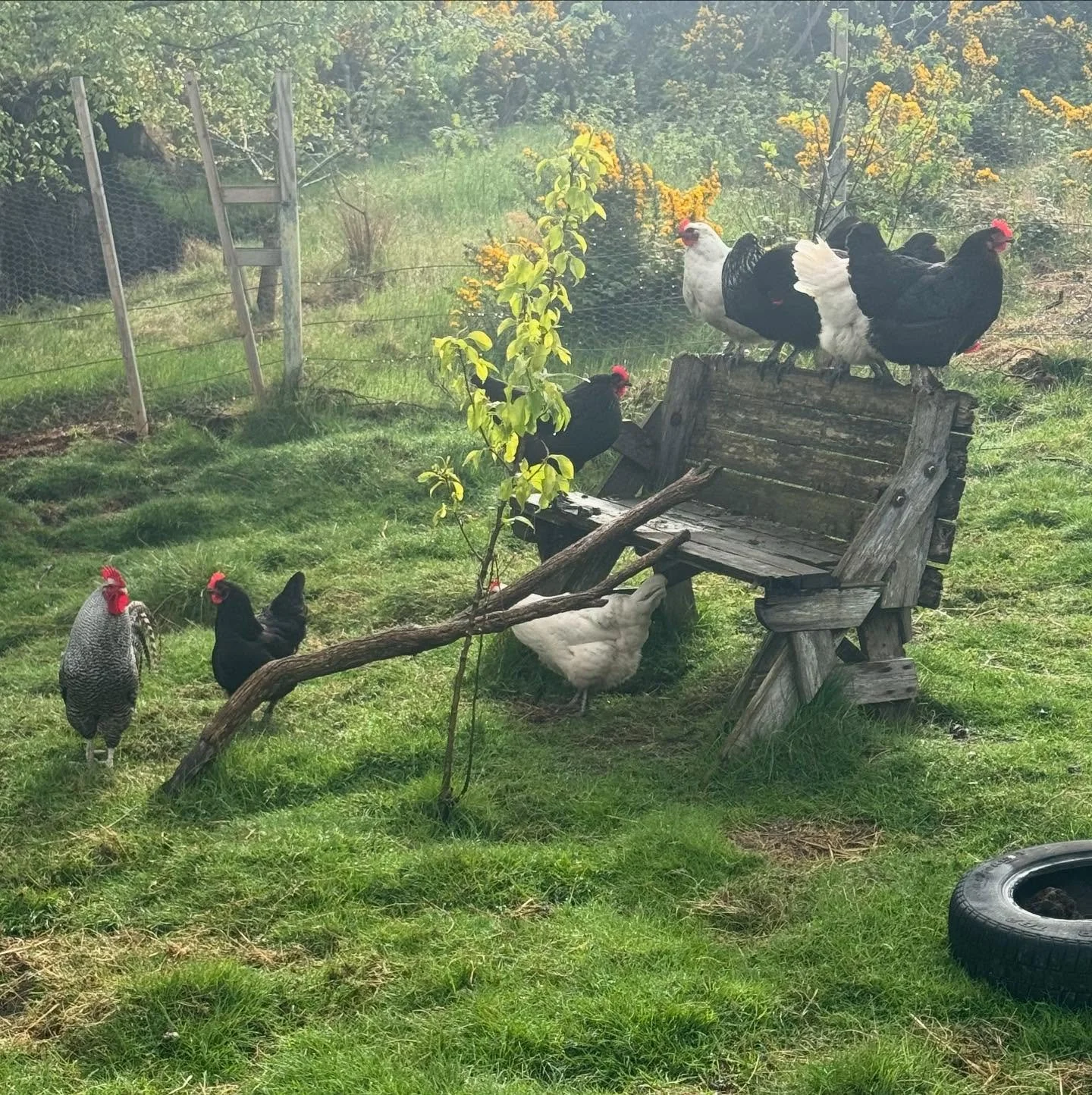 Happy chooks in the sunshine. ❤️ 
#chickens 
#backyardhens