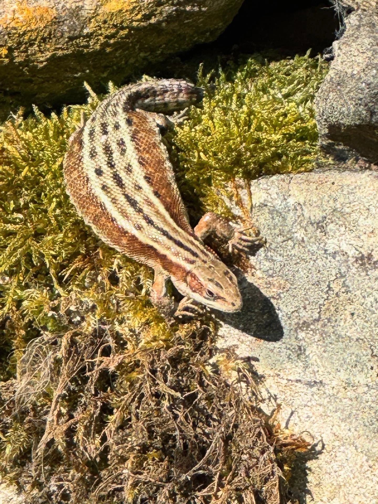 This beauty was basking in the morning sun, catching rays to kick start their day. 💚🦎

#northernwildlife 
#naturescotland