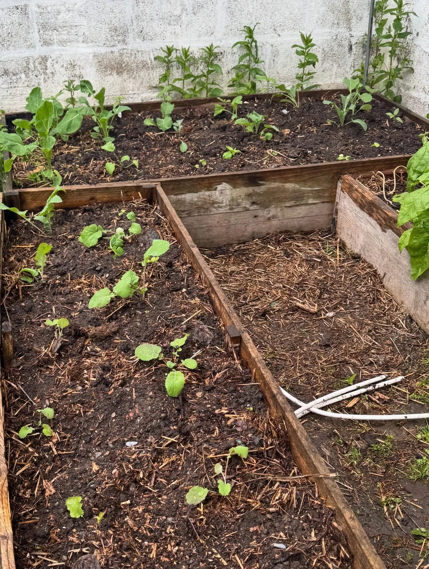 Gardening in the rain day today. 4 tonnes of top soil shifted and distributed by Steve, into various beds, pots, containers. 
We finally got our main crop tatties in, the last of the brassica planted out, leeks grown from seed in, more lettuce plante