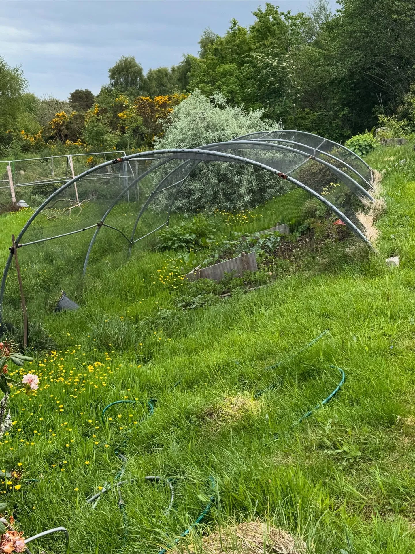 We use all sorts of bits and bobs in our garden; sometimes not the most beautiful, but a they always seem to serve the purpose we had in mind! My obsession with old bits of trampoline continues and this year the netted &ldquo;bank bed&rdquo; made fro