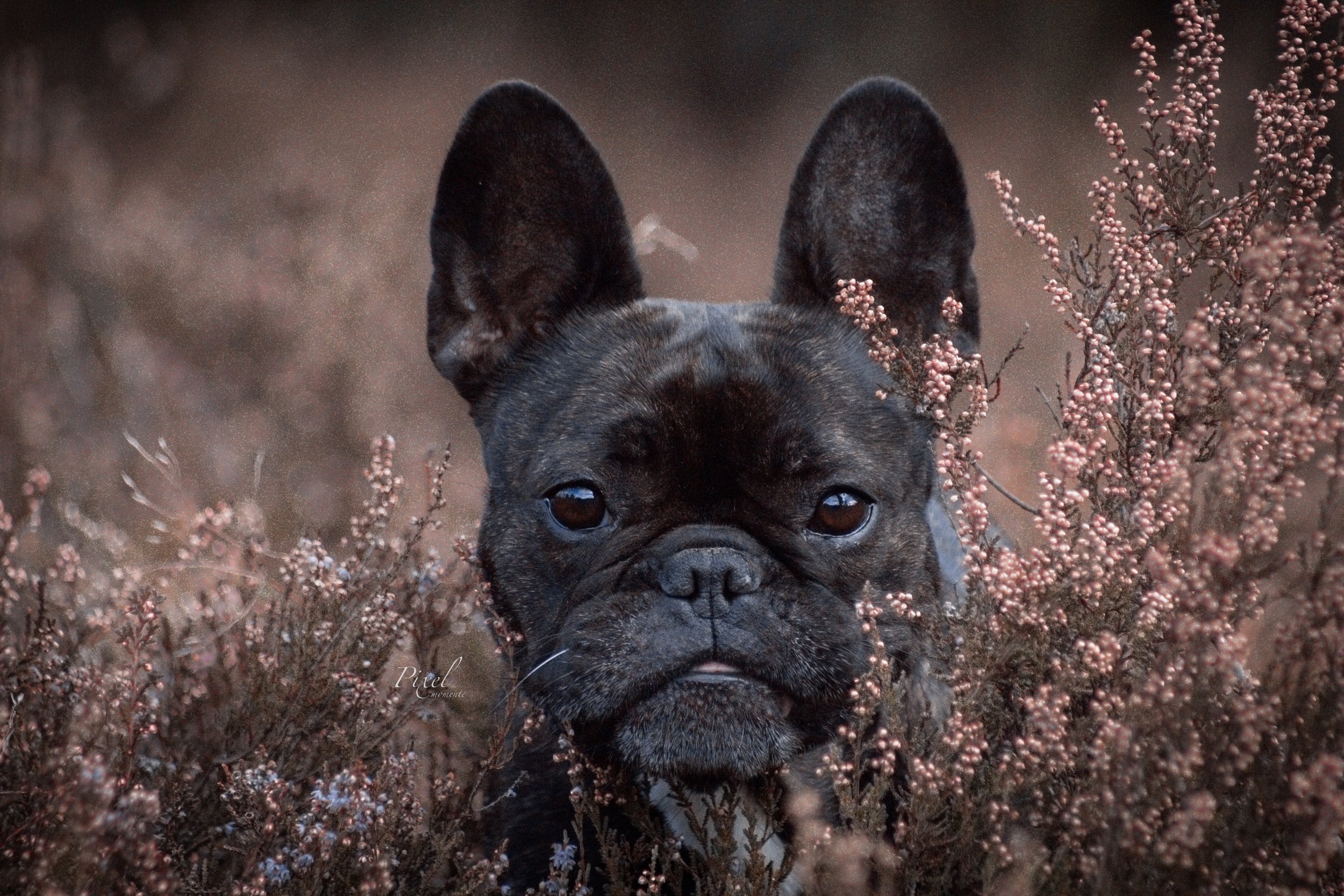 Französische Bulldogge in der Heide

Hundefotografie Schneverdingen
