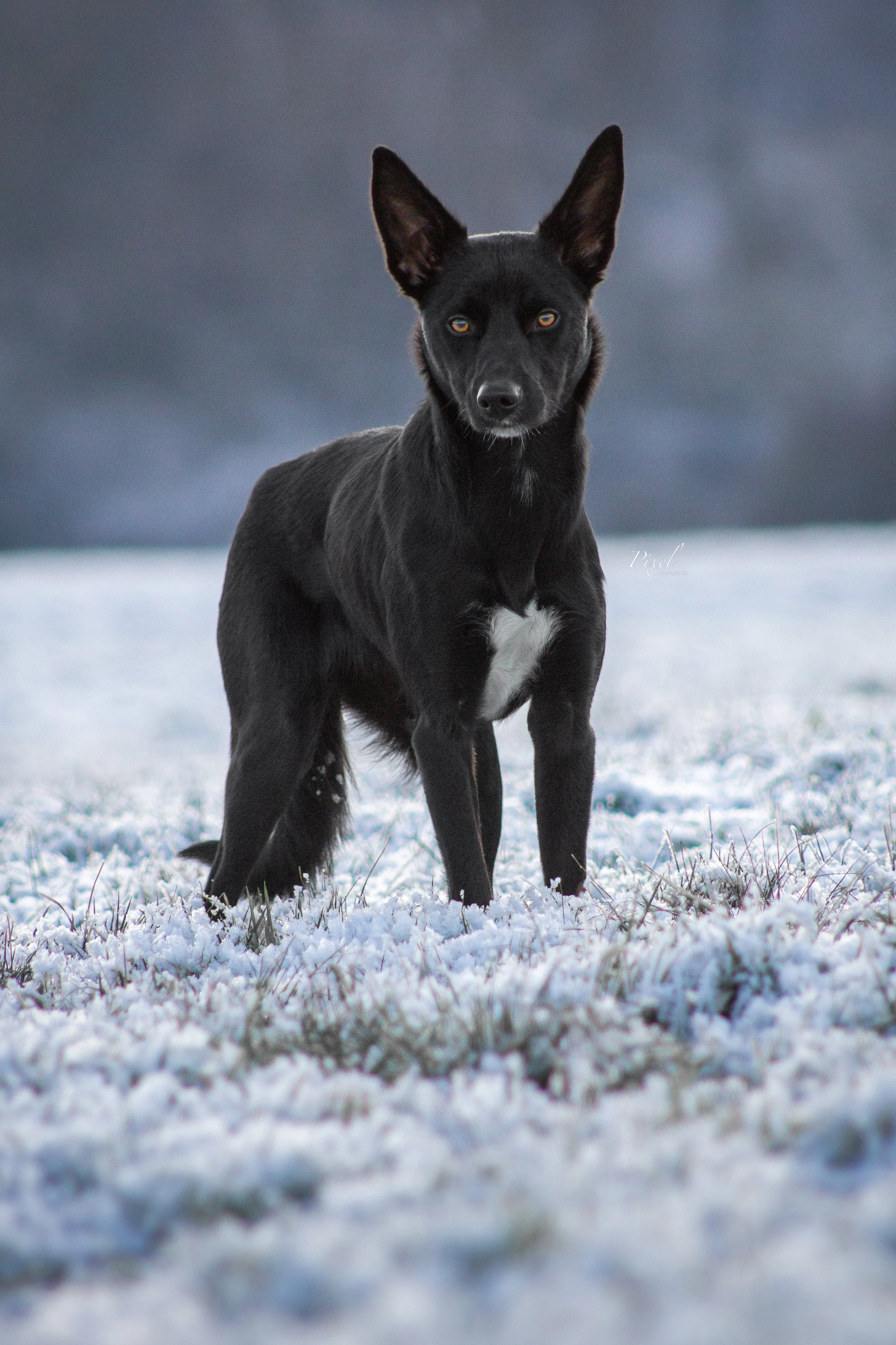 Working Kelpie im Frost

Hundefotografie Horn Bad Meinberg