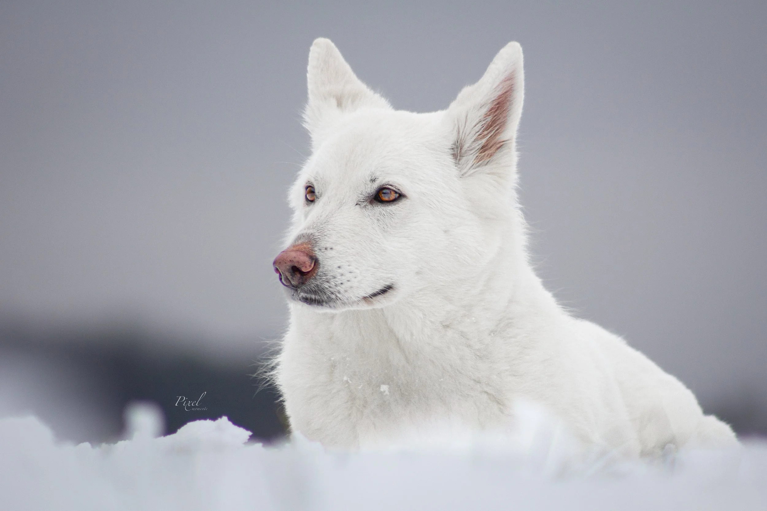Weißer Schäferhund im Schnee 

Hundefotografie Detmold