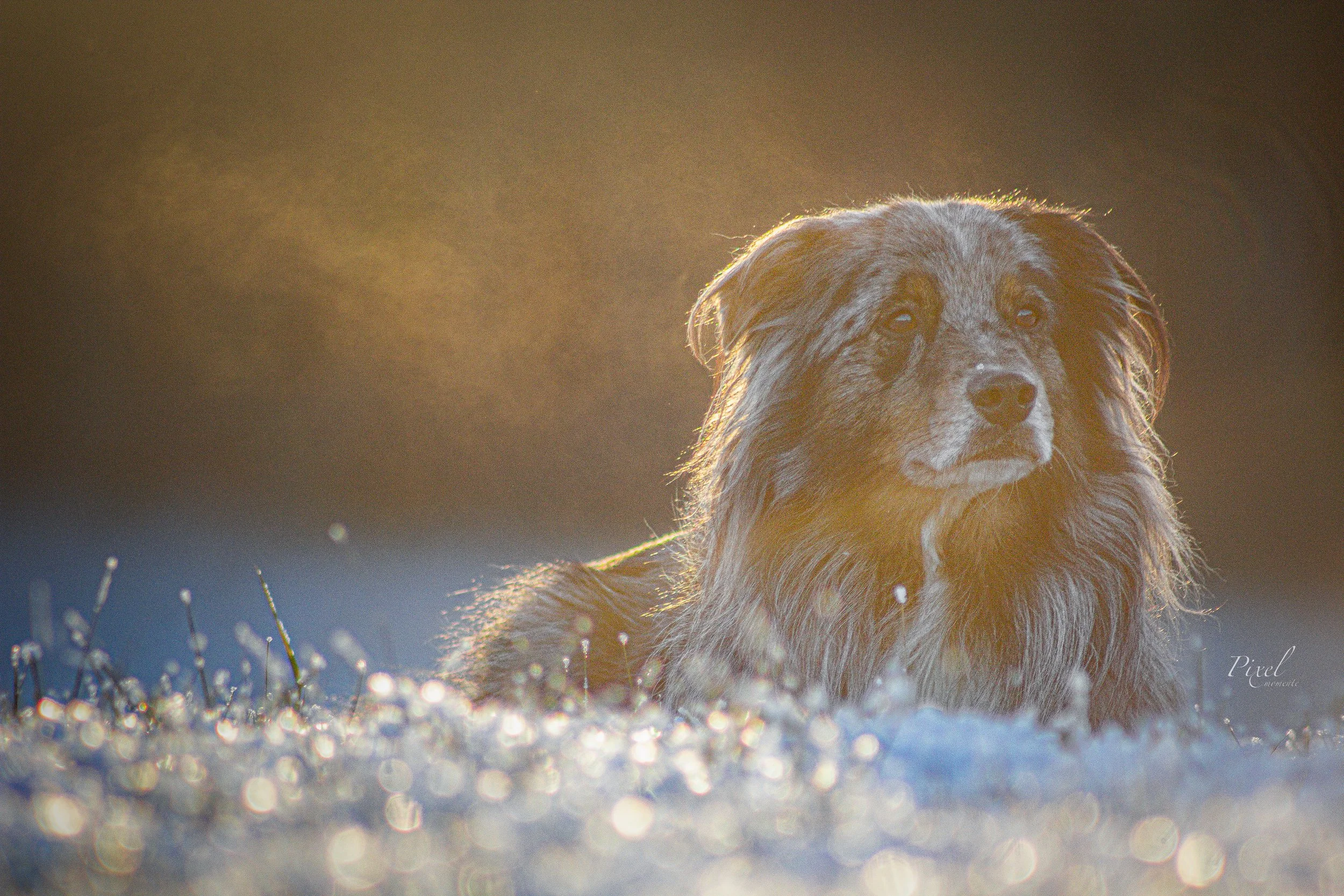 Australian Shepherd im Frost

Hundefotografie Steinheim