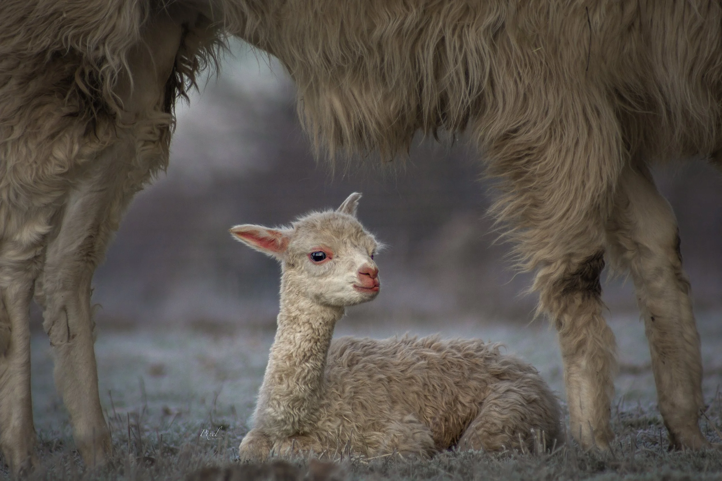 Cria.jpg