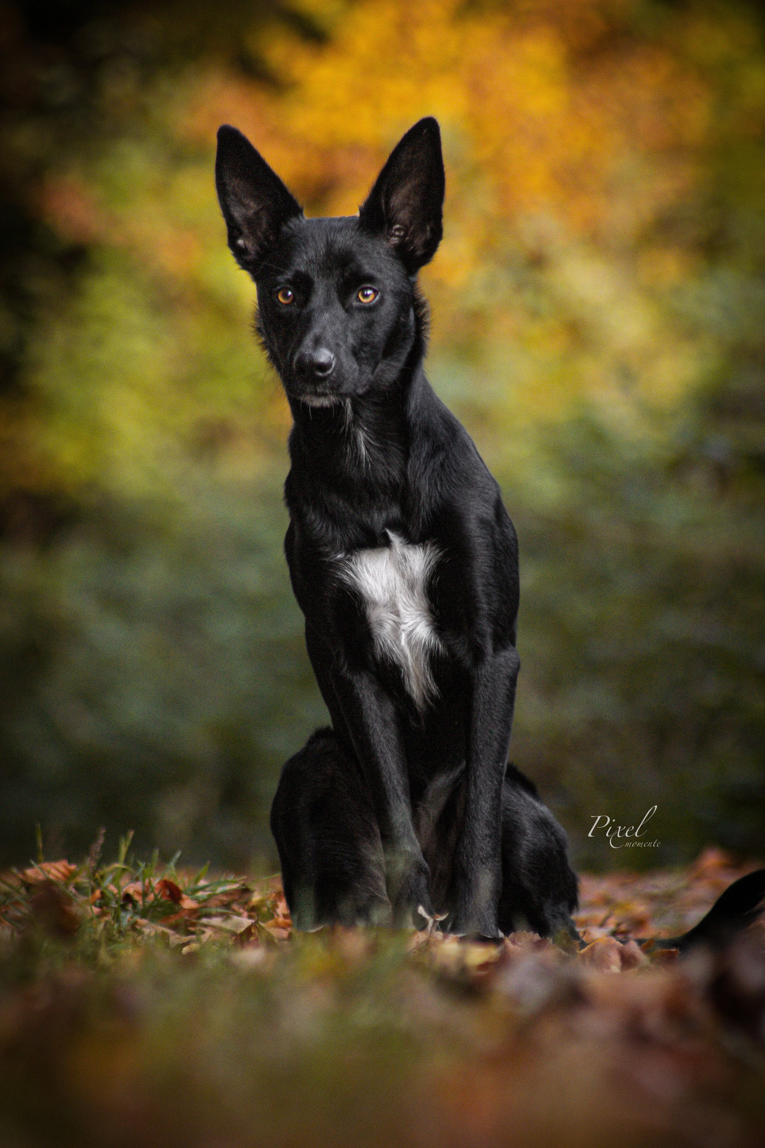 Mischling im Herbst

Hundefotografie Retzen