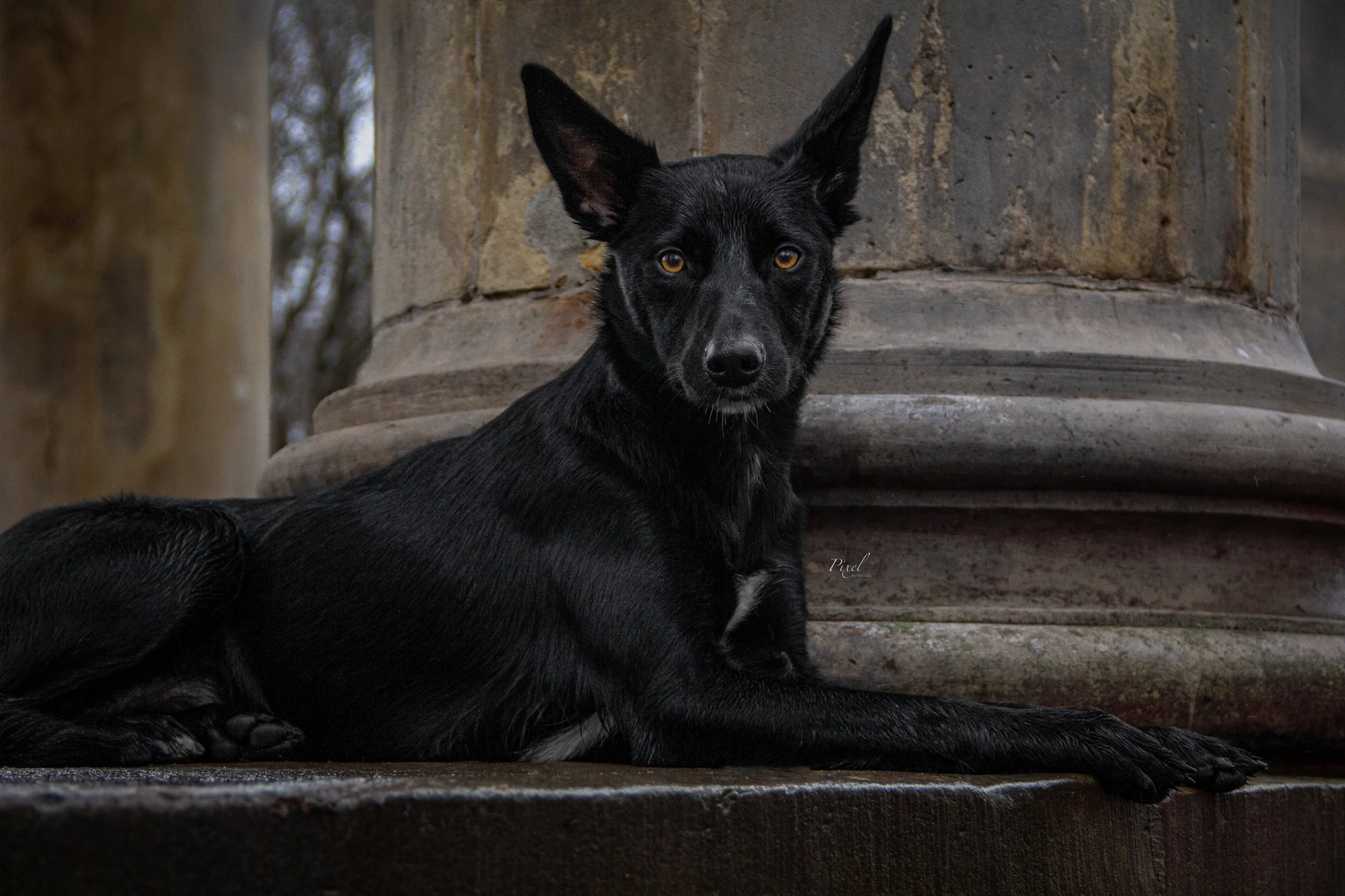 Kelpie in der Stadt

Hundefotografie Hannover