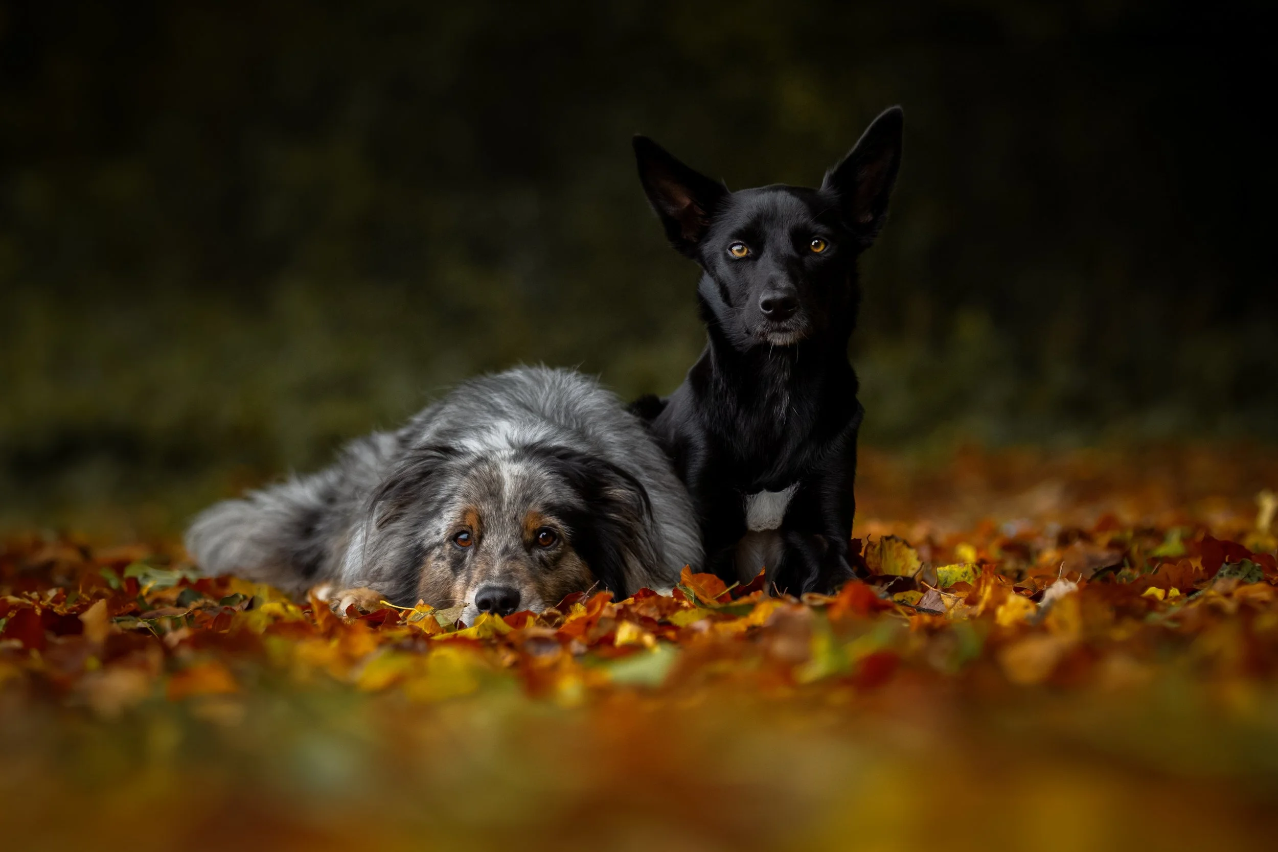 Blue & Shadow Herbst.jpg