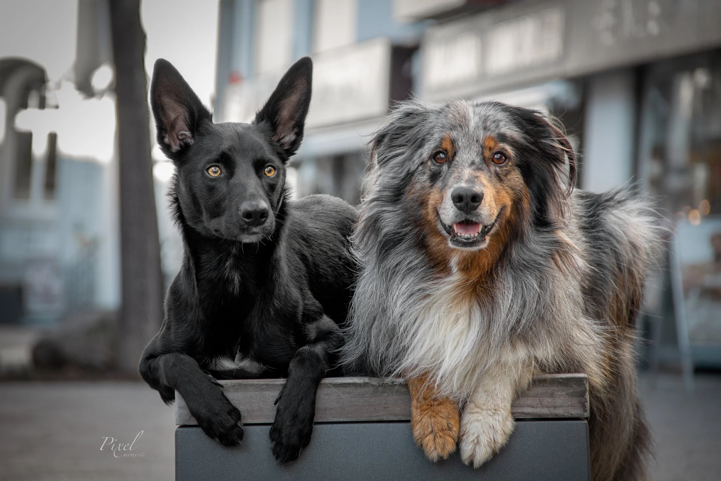 Hütehunde in der Stadt

Hundefotografie Bad Salzuflen