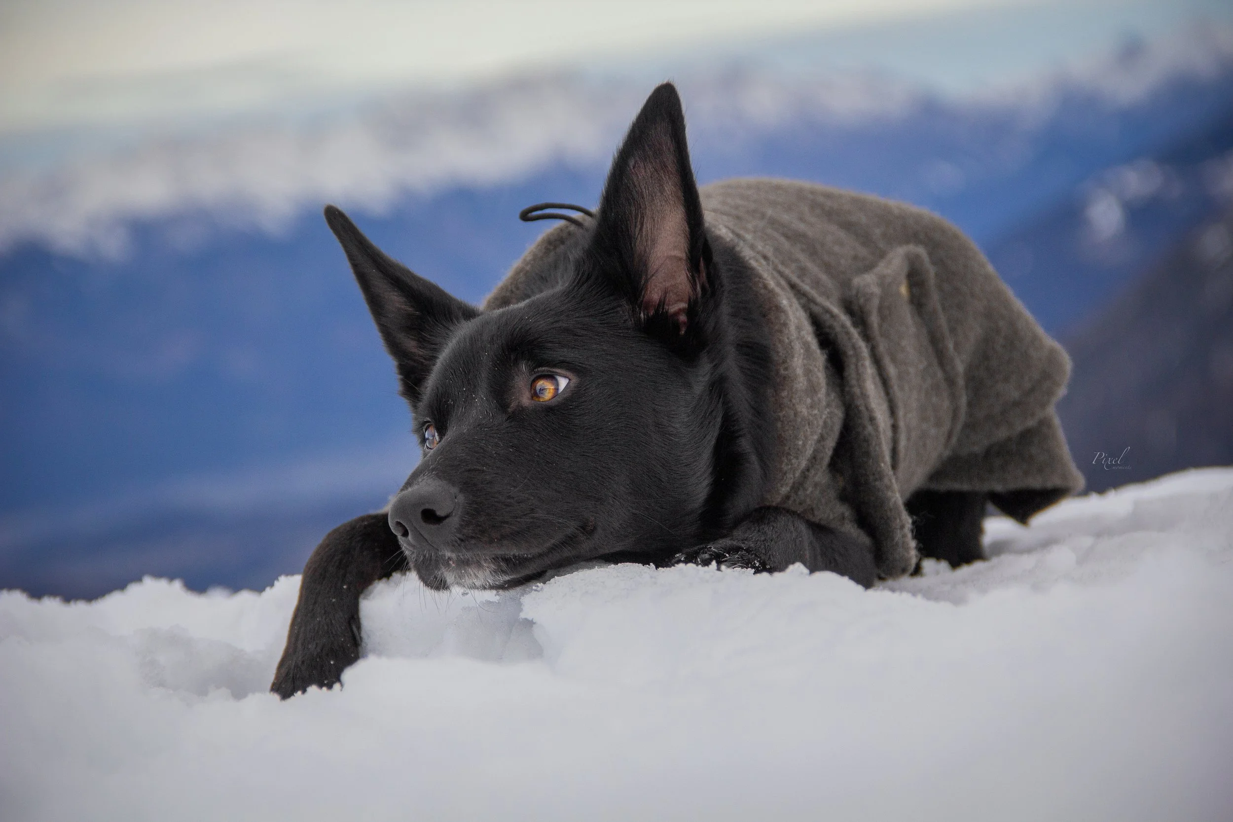 Working Kelpie in den Bergen

Hundefotografie Österreich