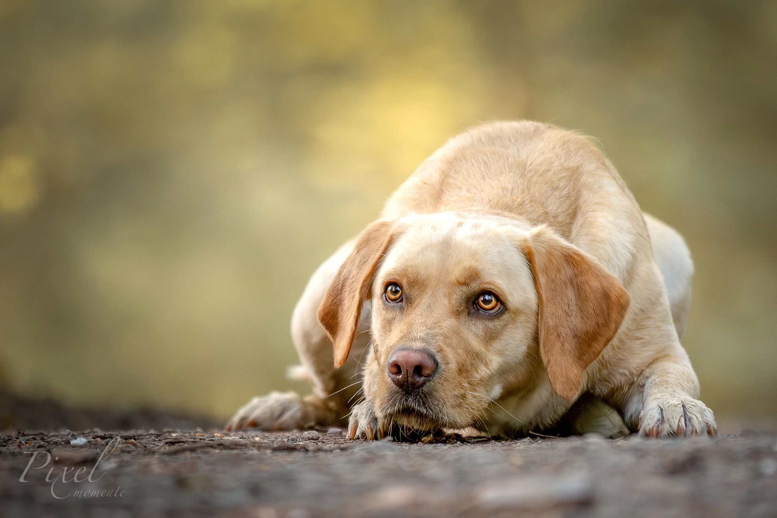 Ares (Website)-1.jpg