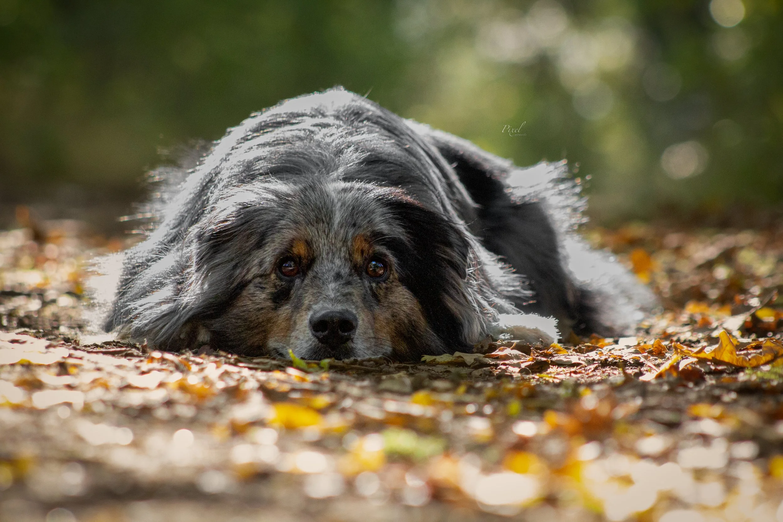 Australian Shepherd im Laub

Hundefotografie Höxter