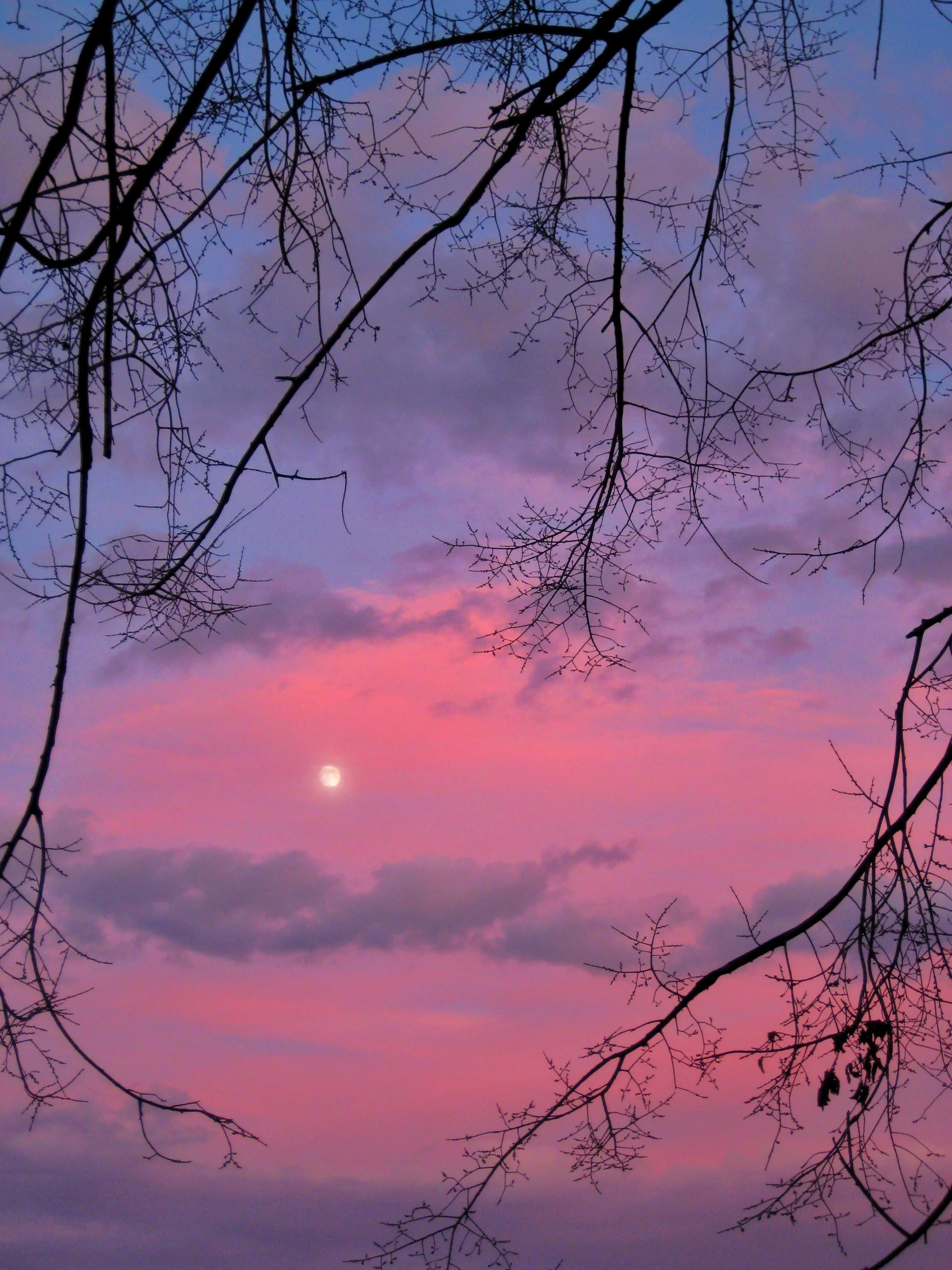 PINK MOON.jpg