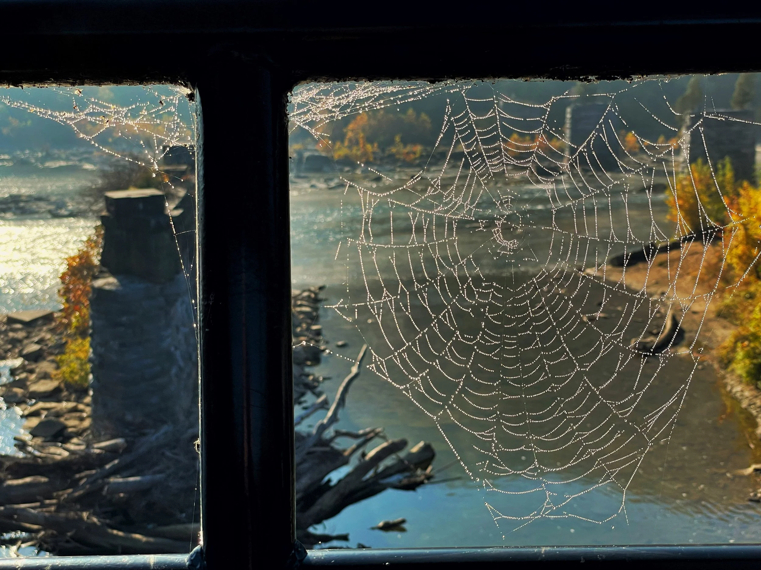 SPIDERWEB.jpg