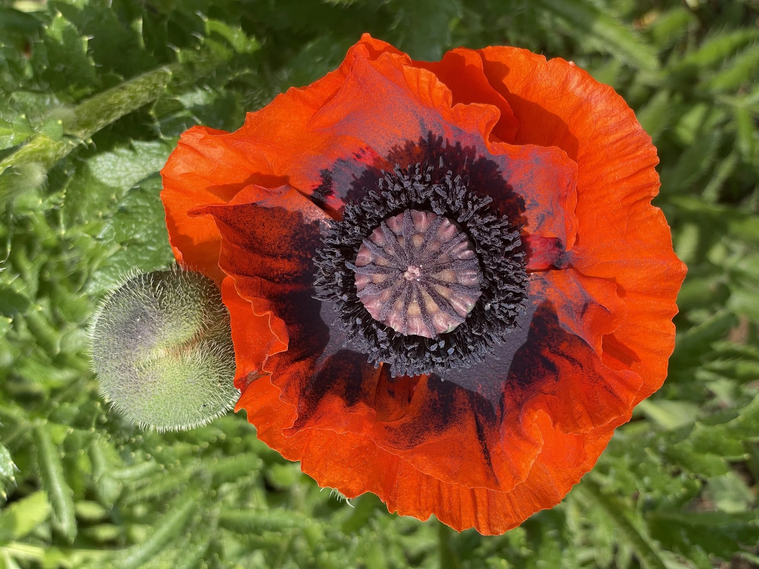 Poppy.jpg