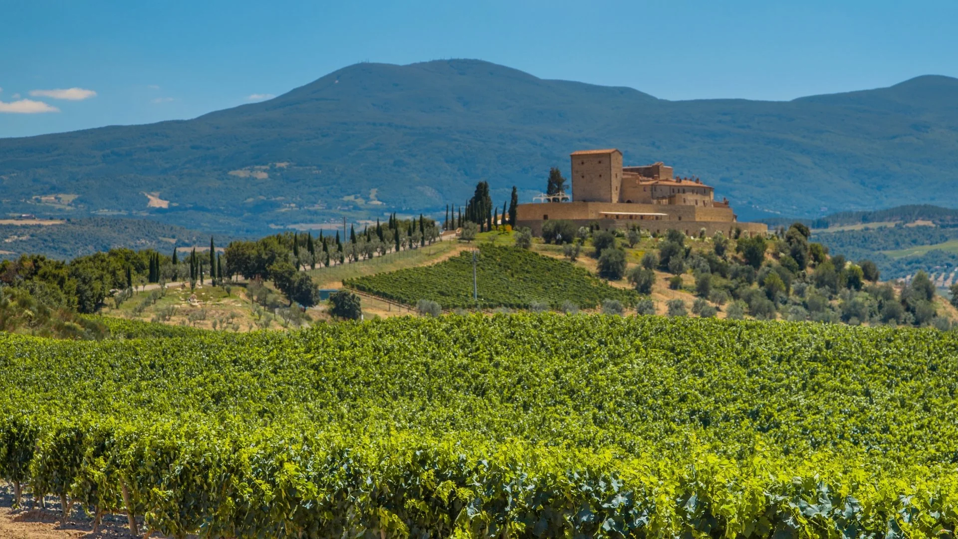 Lush green vineyard in foreground with a historic castle on a hilltop surrounded by trees and rolling hills in the background under a blue sky.
