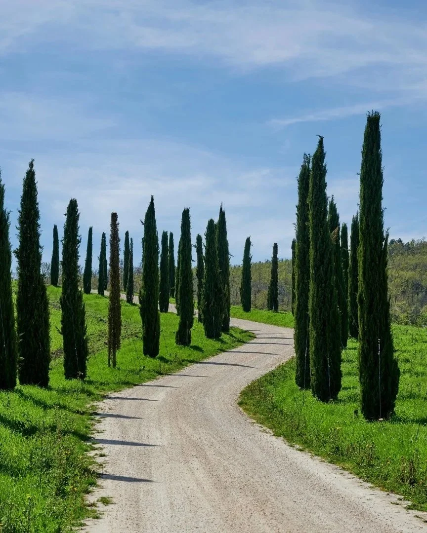A winding dirt road lined with tall cypress trees on both sides, leading through a green landscape under a partly cloudy blue sky.