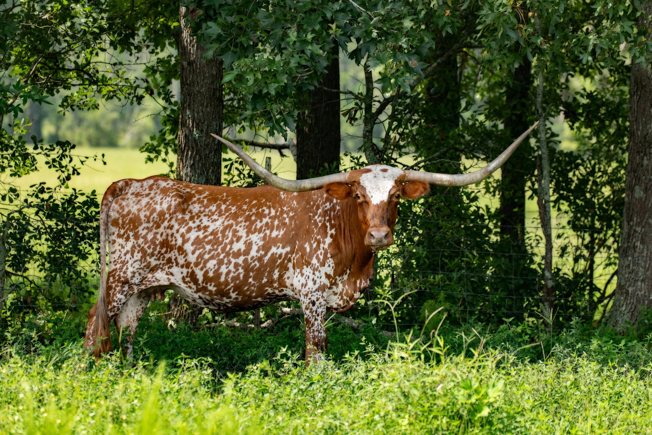 Hunter Cattle Bull