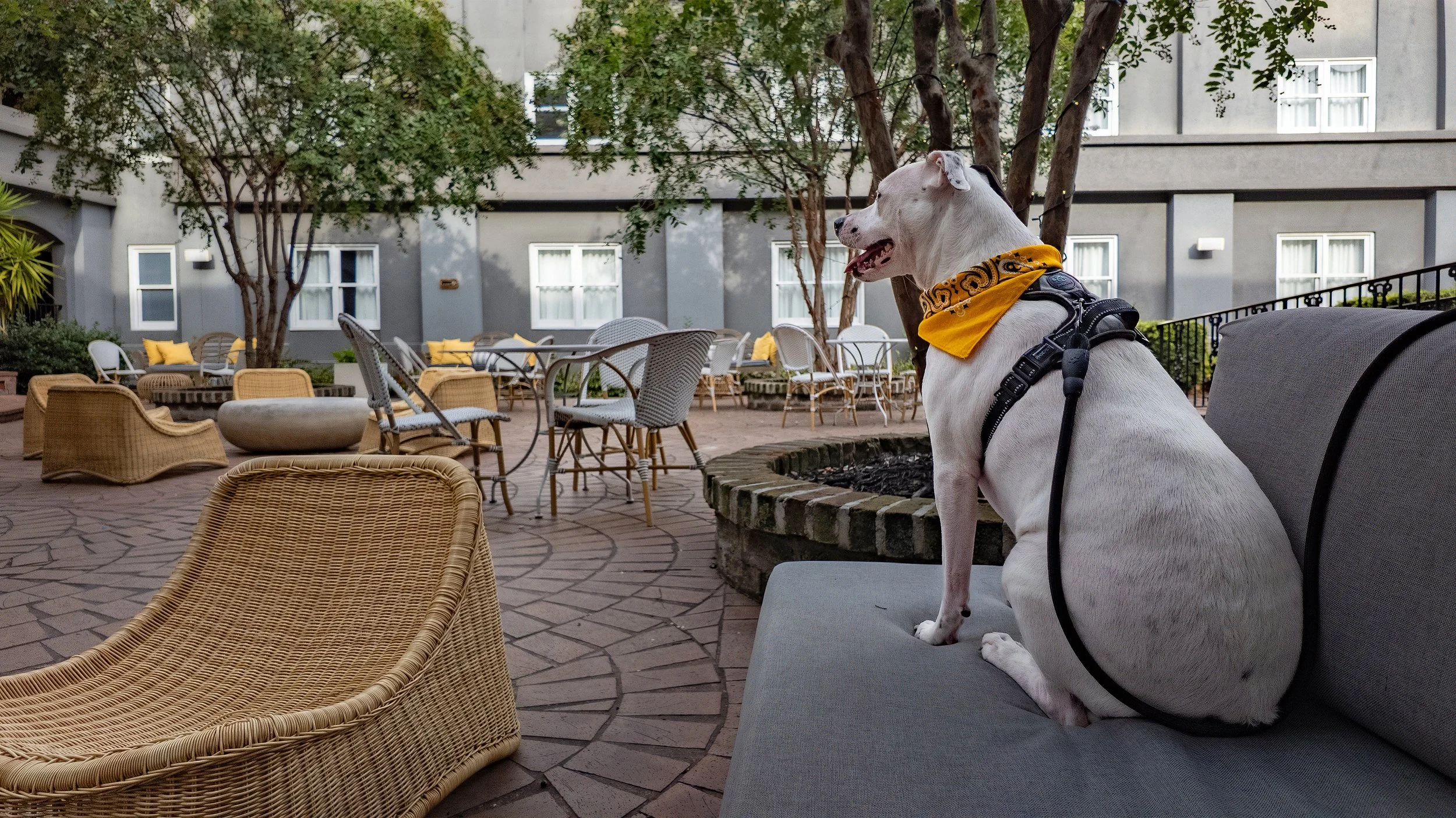 Dog Friendly Courtyard
