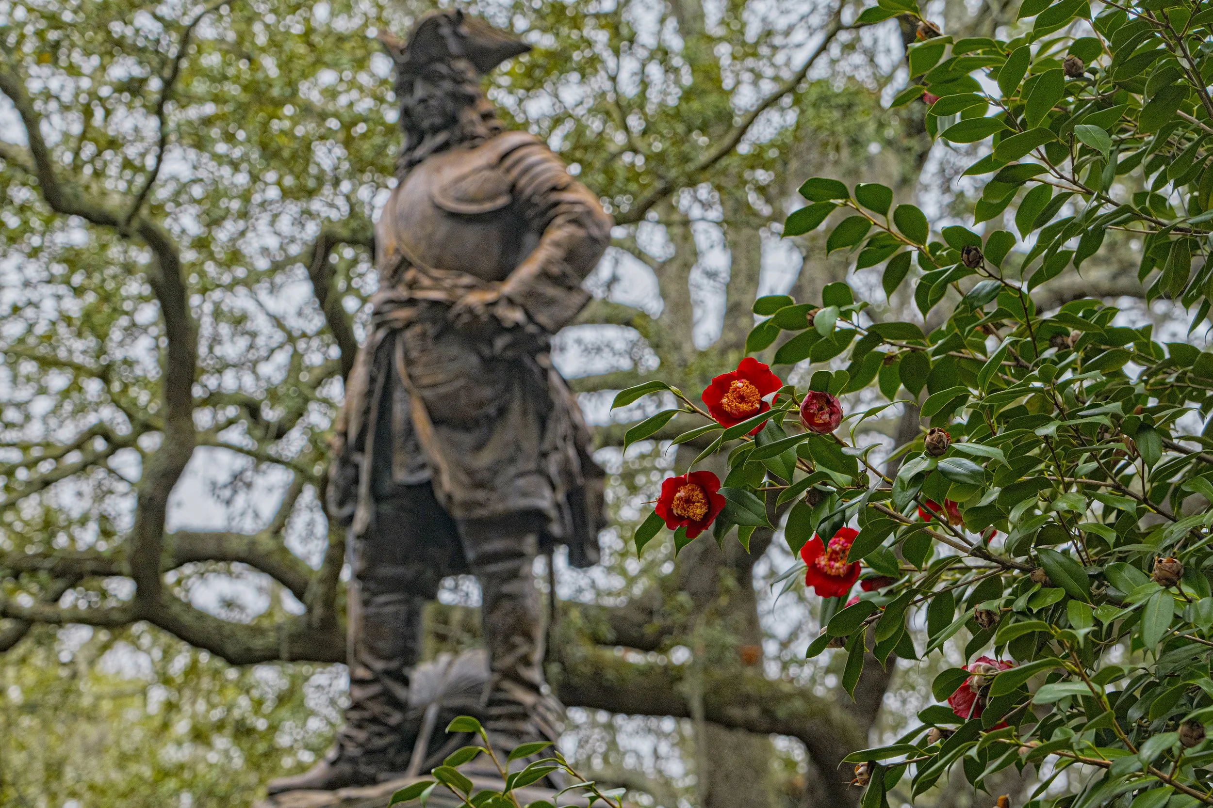 Red camellia flowers blooming in a Savannah Square during winter with the statue of James Oglethorpe visible in the background.