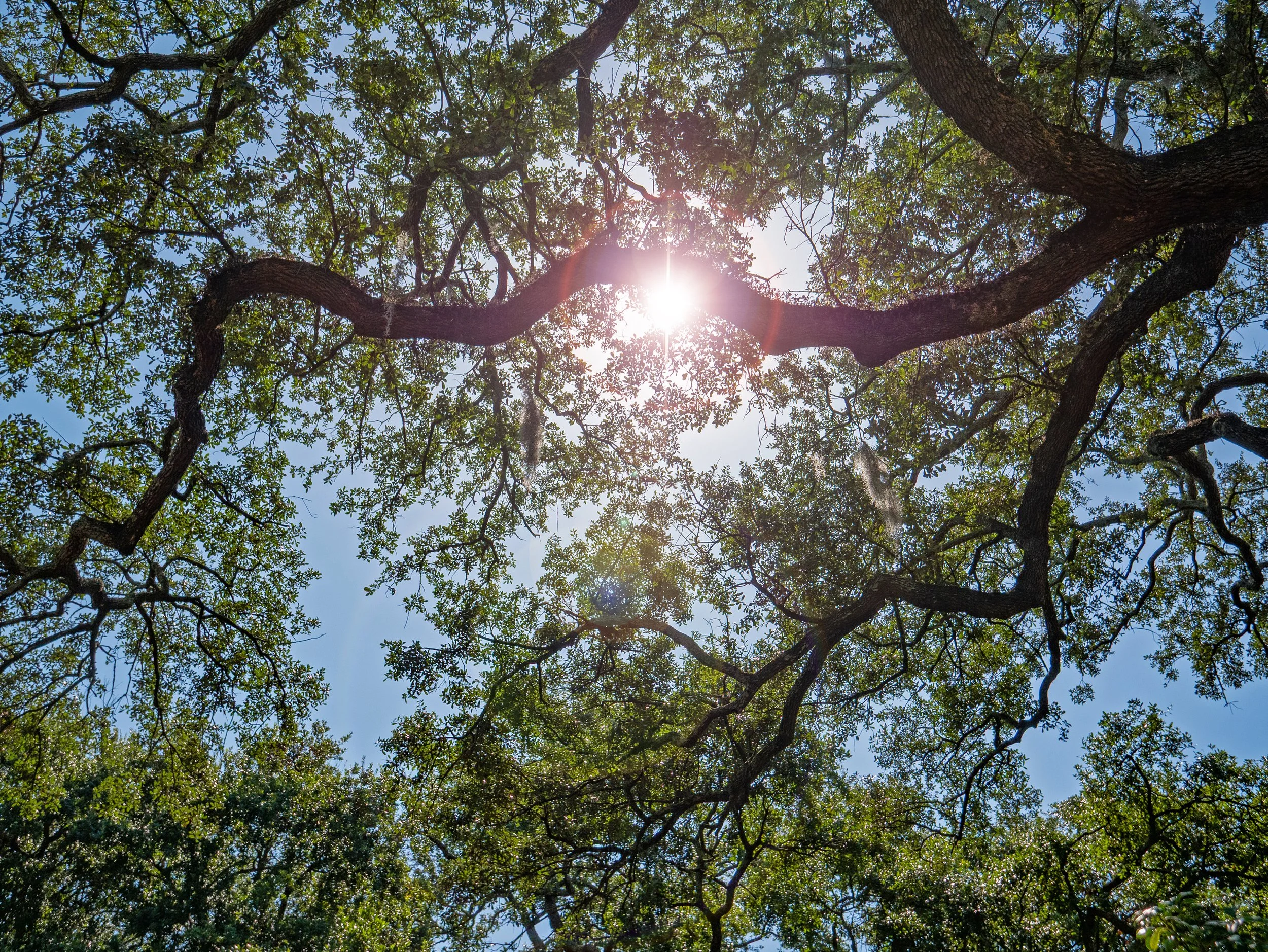 Sunlight shining through live oak branches and Spanish moss in Wright Square