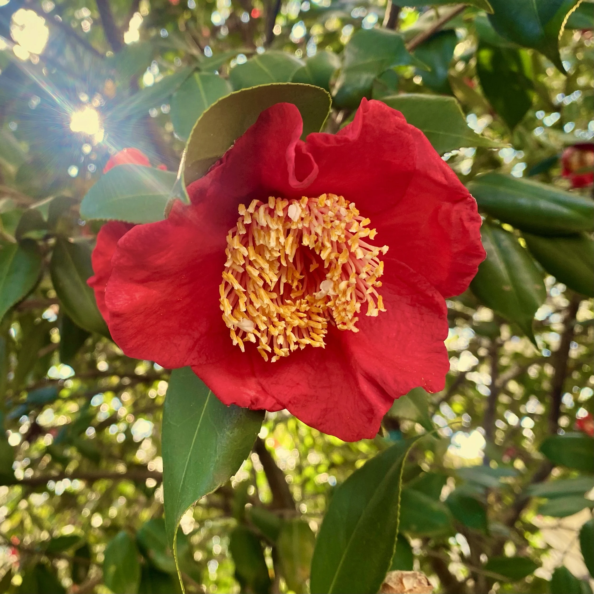 Red camellia flowers blooming beneath Savannah live oak trees with sunlight shining through Spanish moss covered branches.